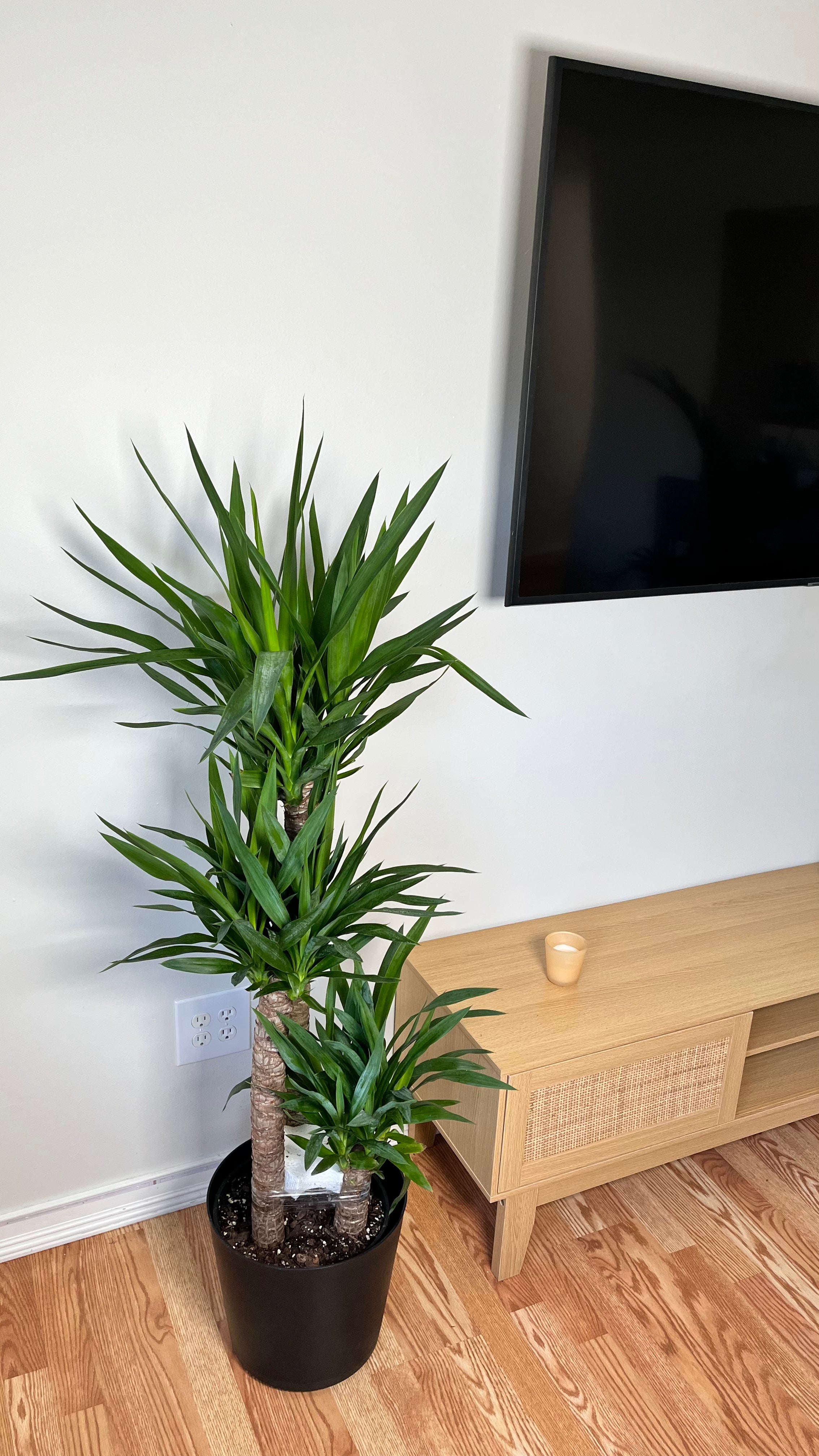 10" Yucca Cane 4 Feet Tall