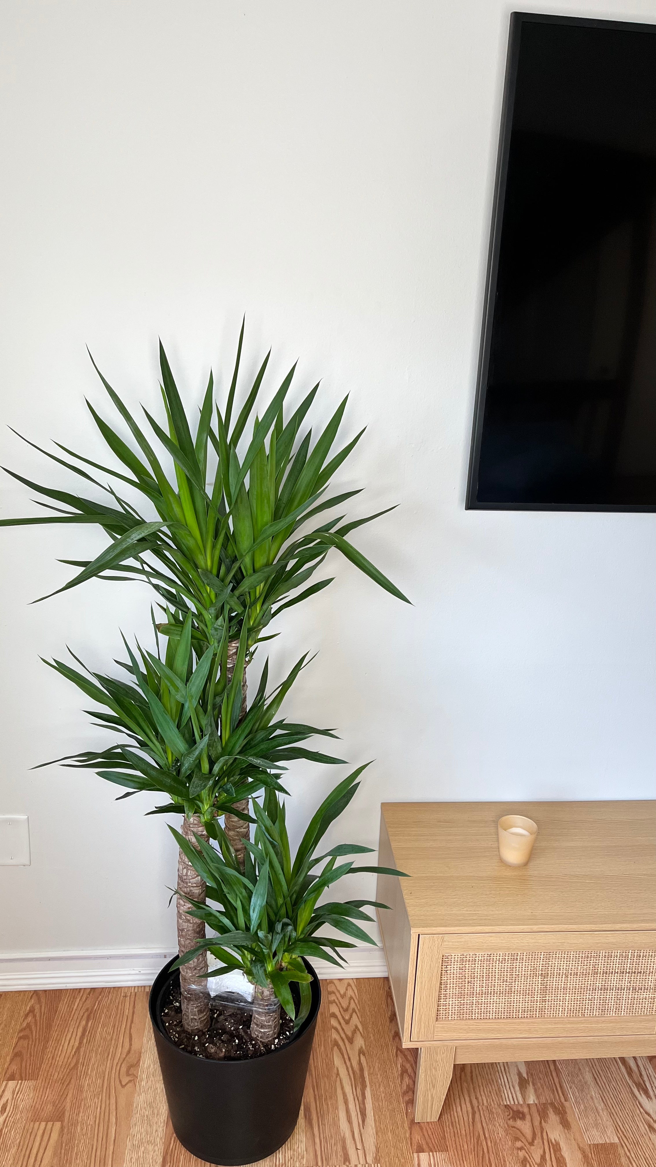 10" Yucca Cane 4 Feet Tall