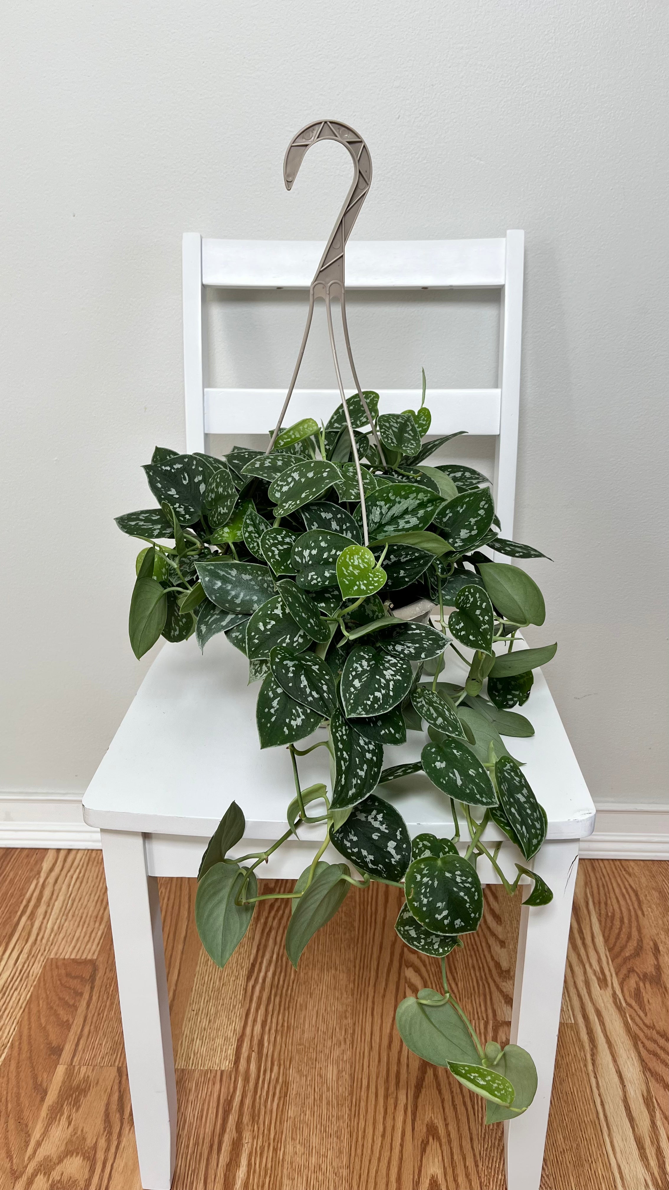 8" Scindapsus Silver Ann