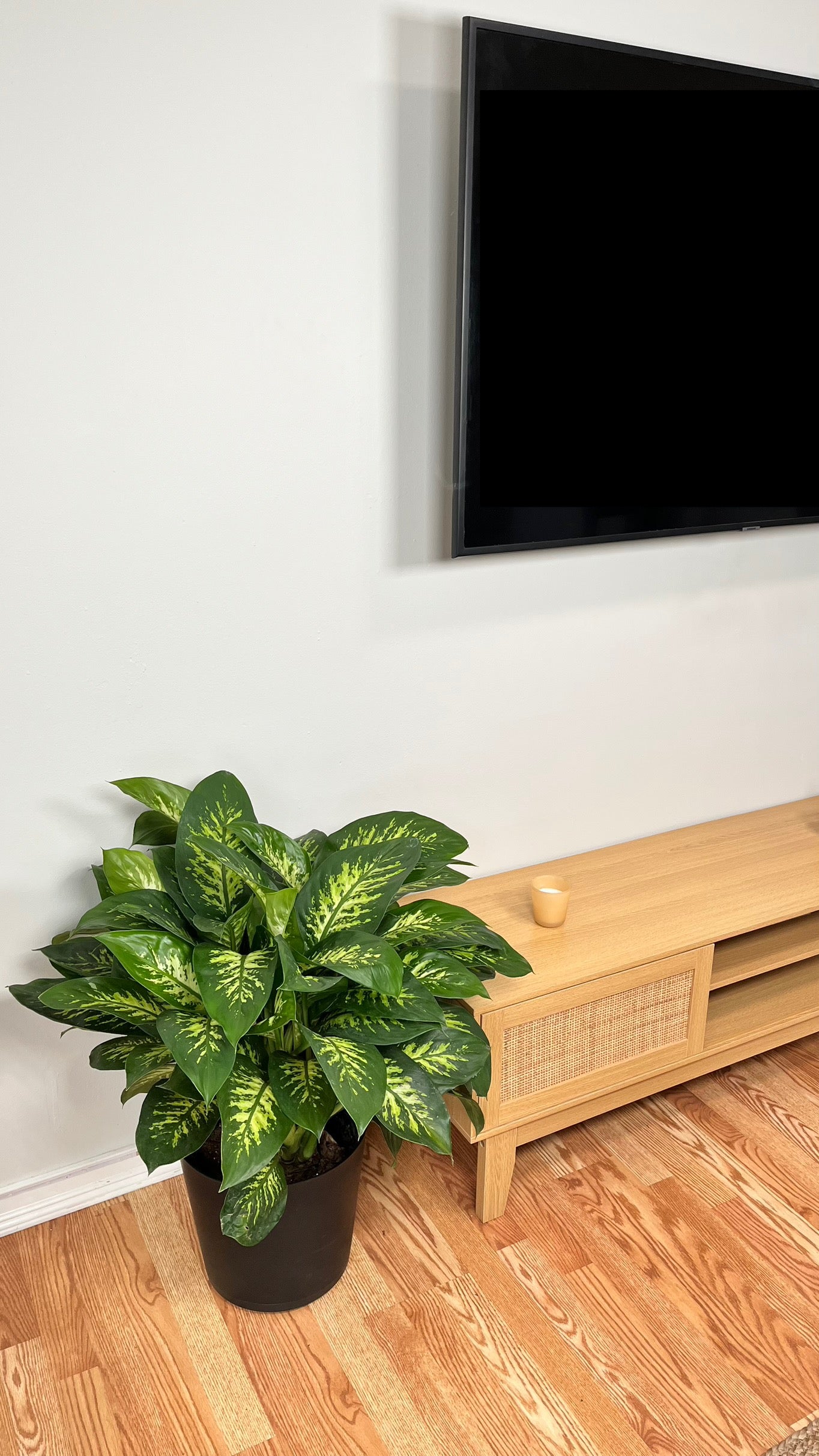 10" Diffenbachia Snow Tropic 2.5 Feet Tall