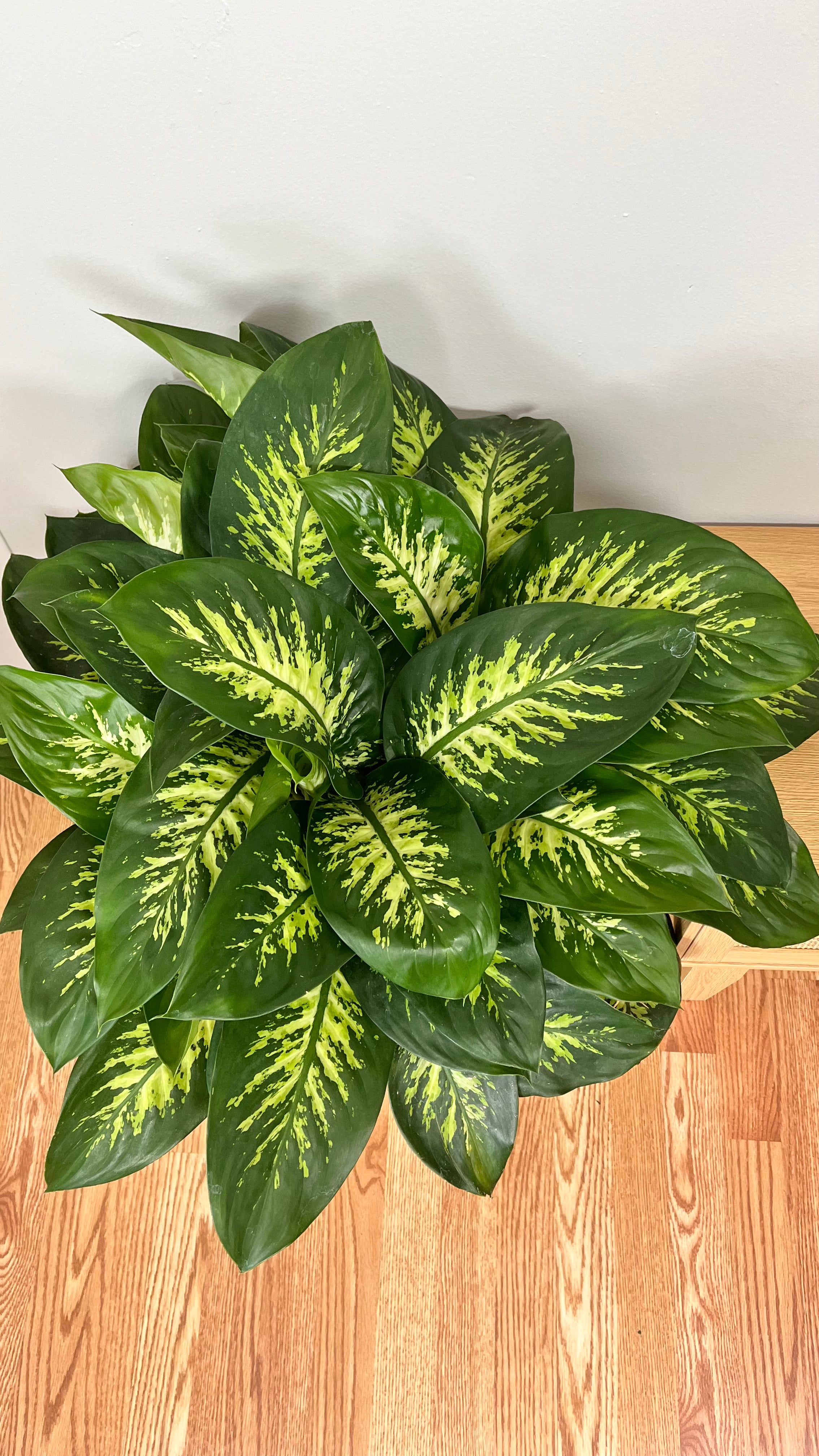 10" Diffenbachia Snow Tropic 2.5 Feet Tall