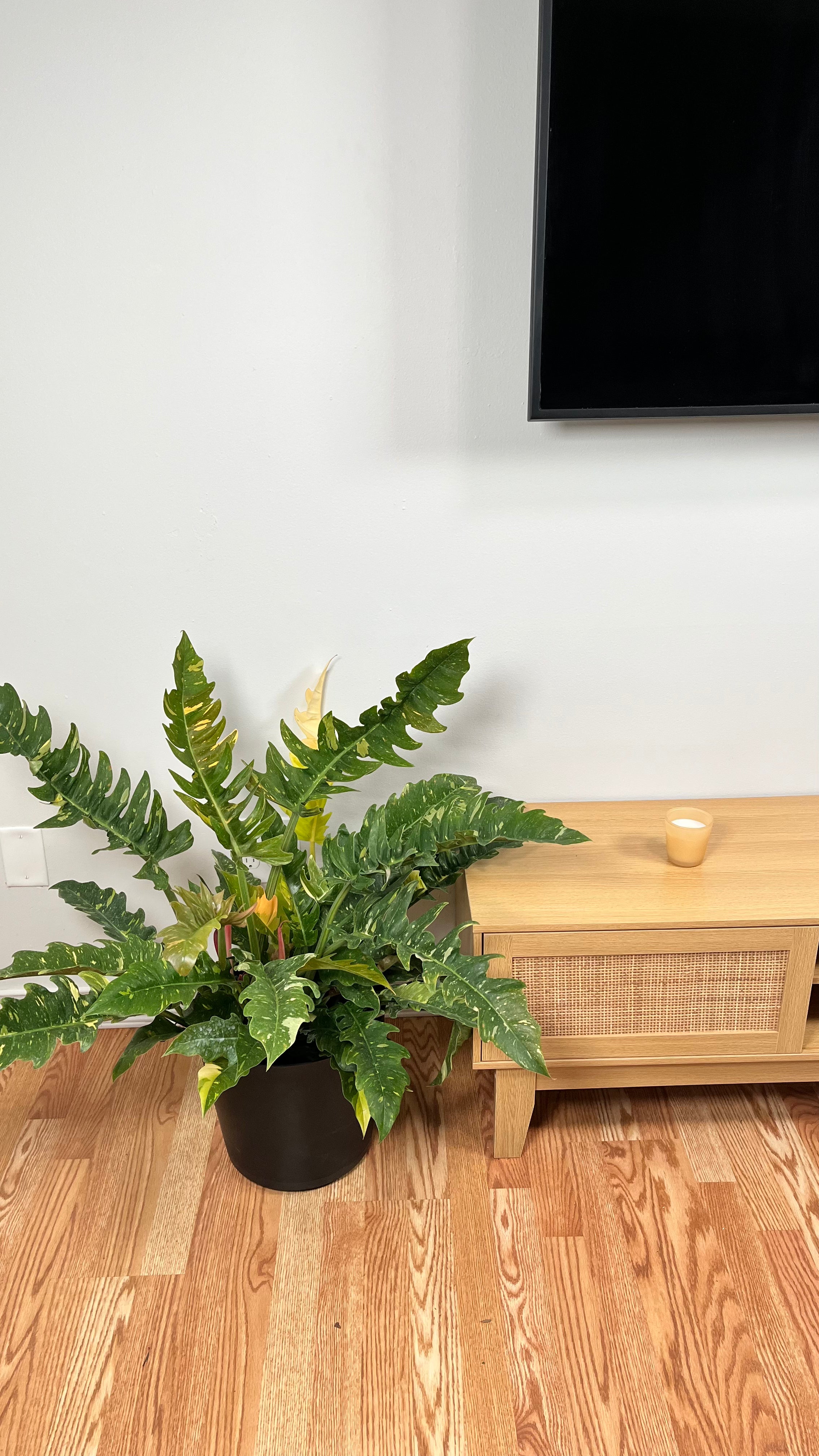 8" Philodendron Ring of Fire 2.5 Feet Tall