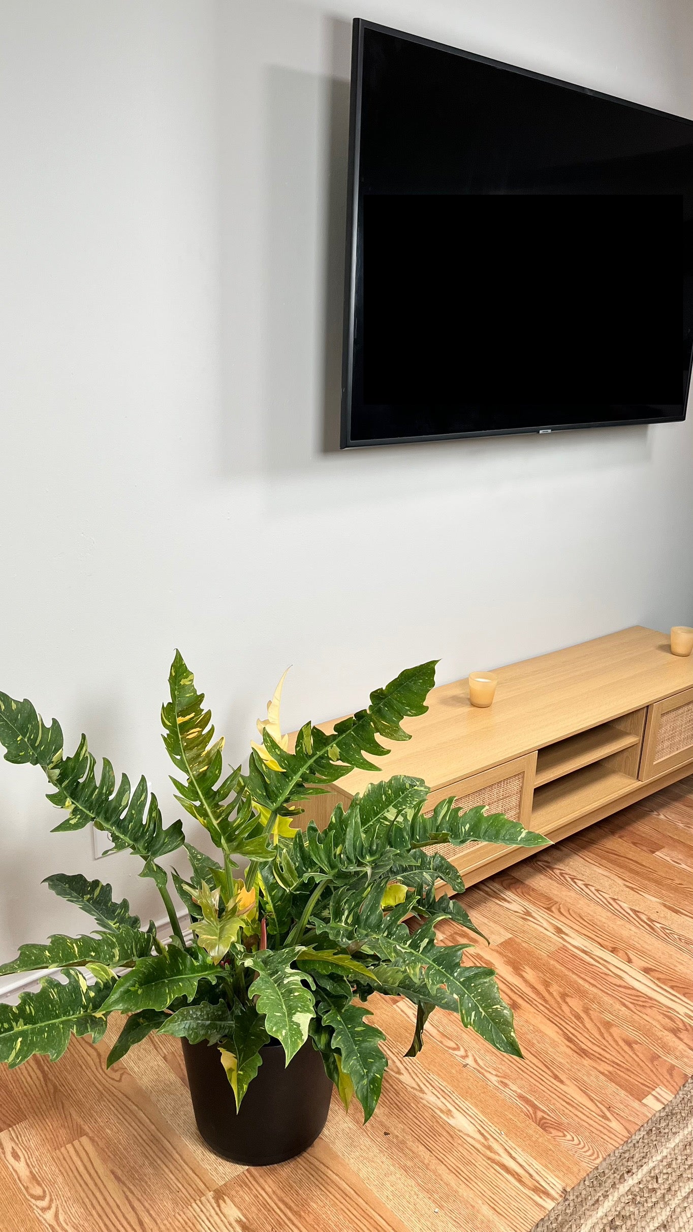 8" Philodendron Ring of Fire 2.5 Feet Tall