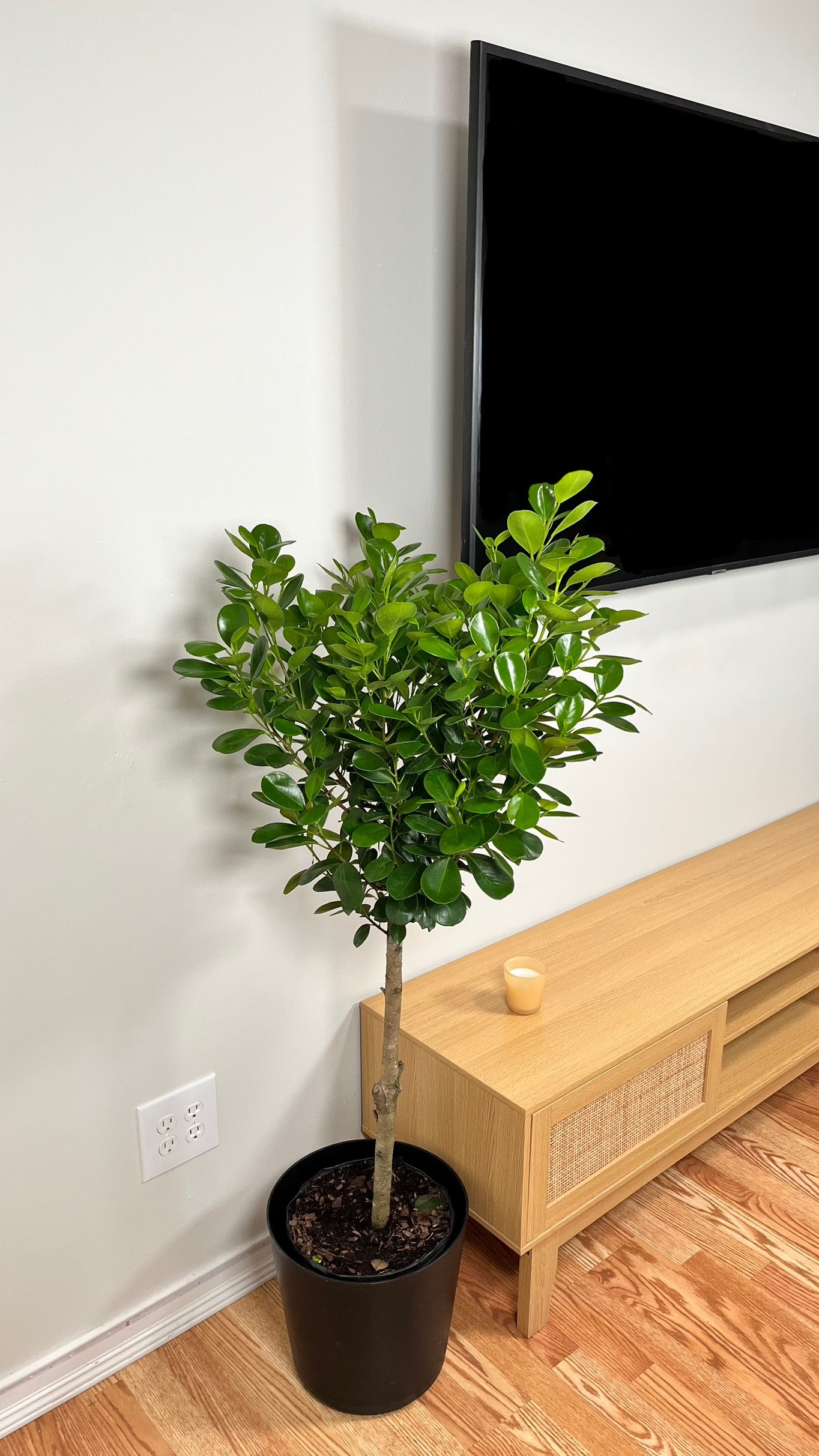 10" Ficus Moclame 4 Feet Tall