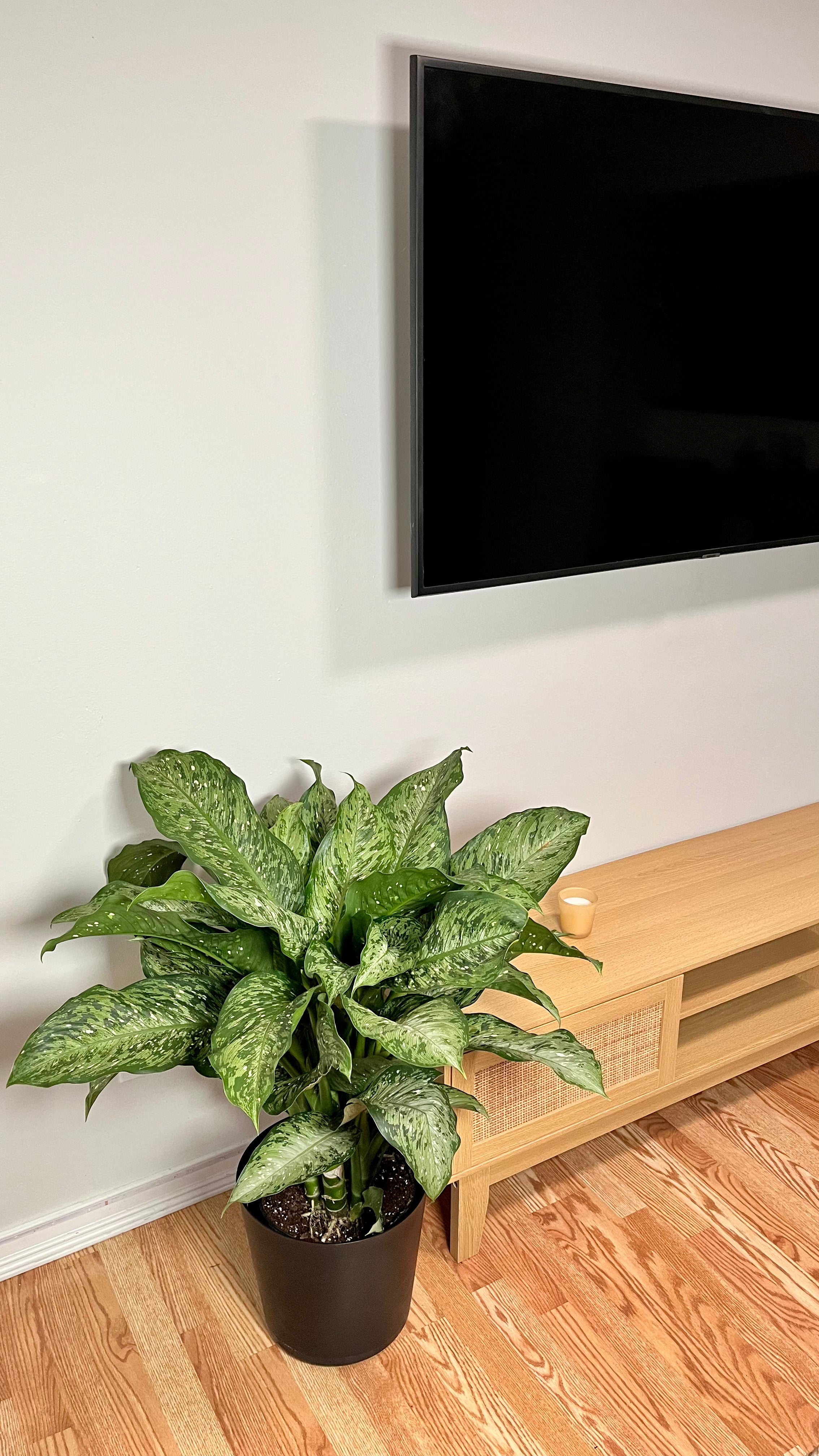 10" Dieffenbachia Memoria Corsii 3 Feet Tall