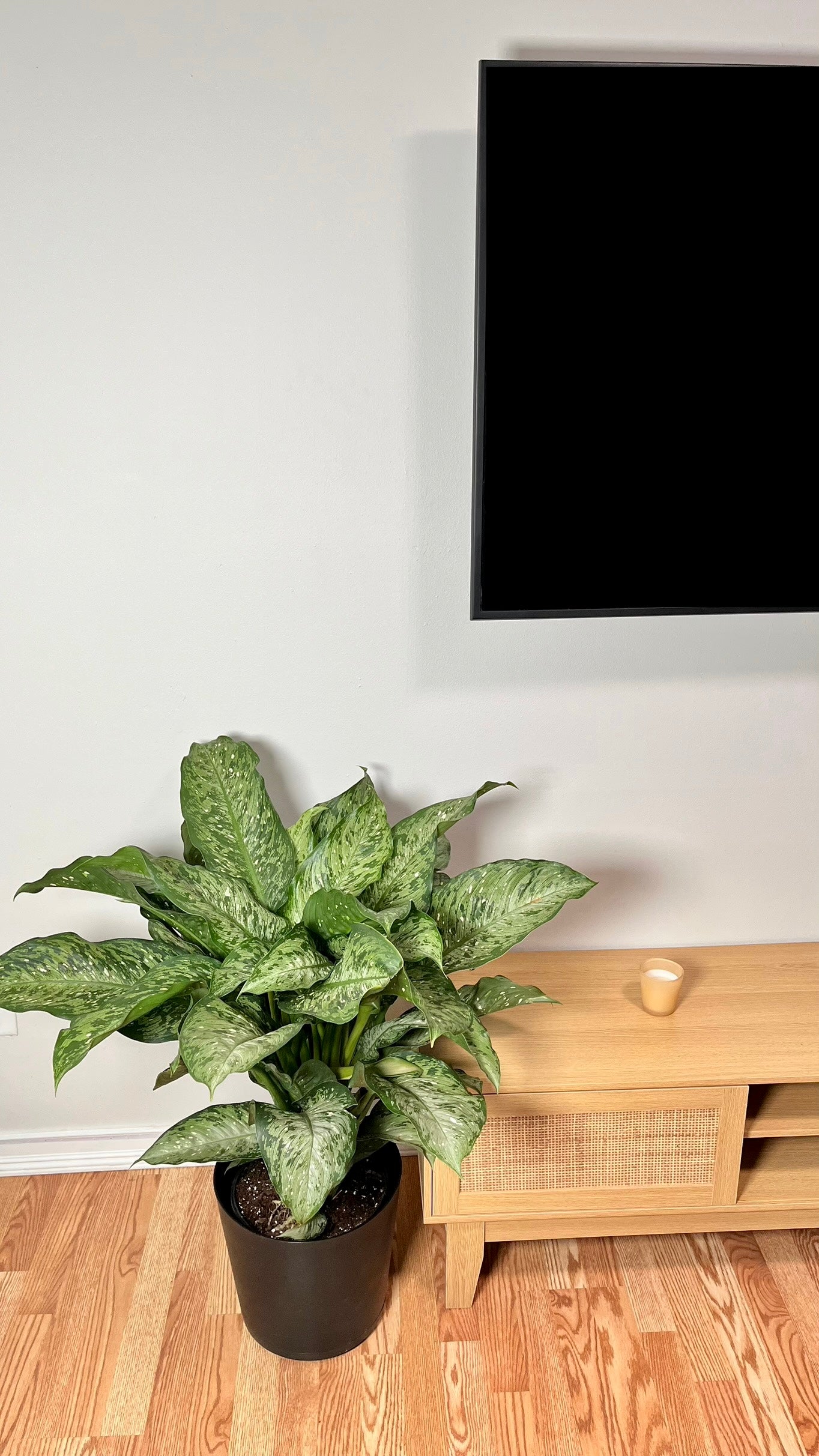 10" Dieffenbachia Memoria Corsii 3 Feet Tall