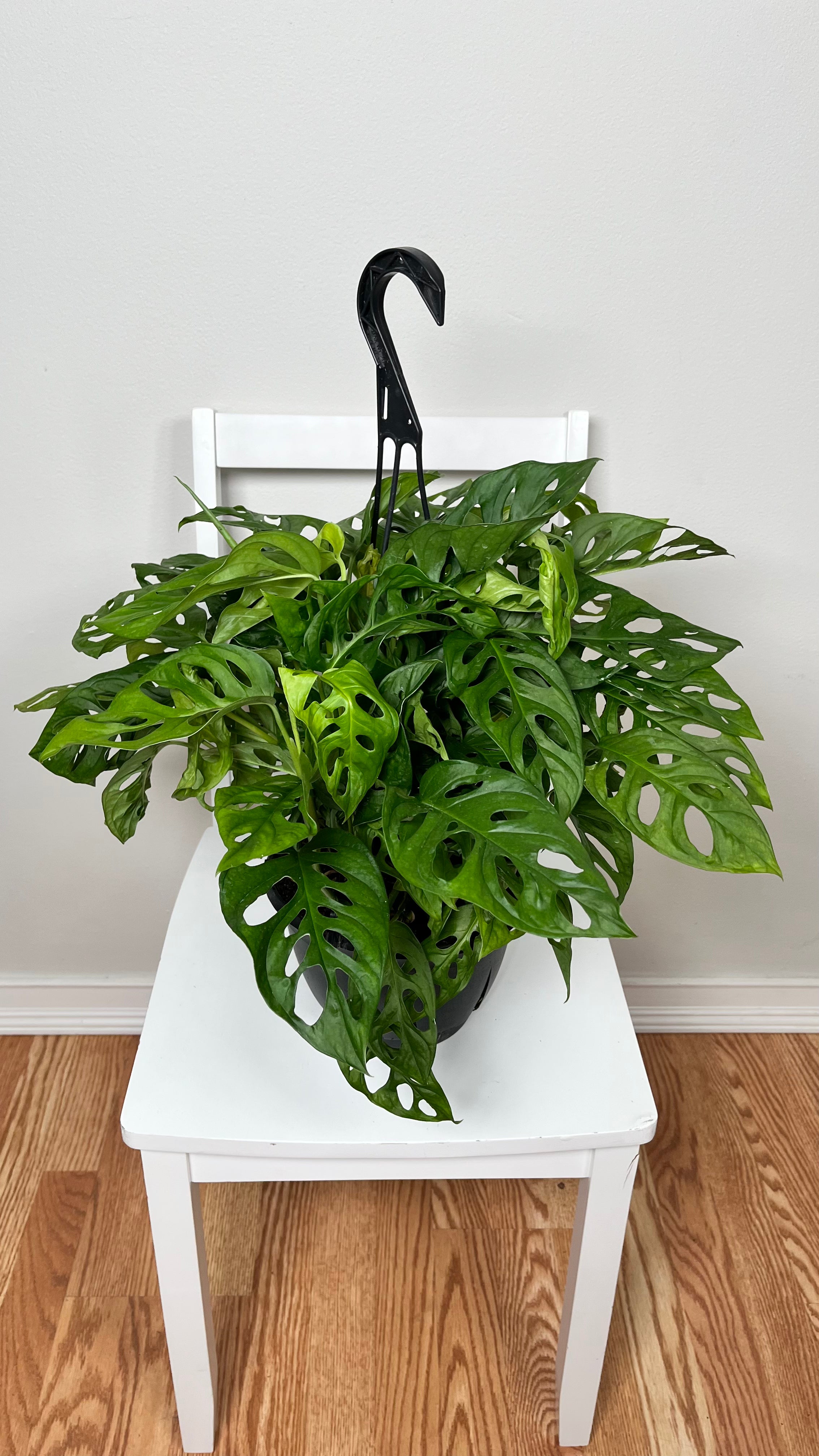 8" Philodendron Swiss Cheese
