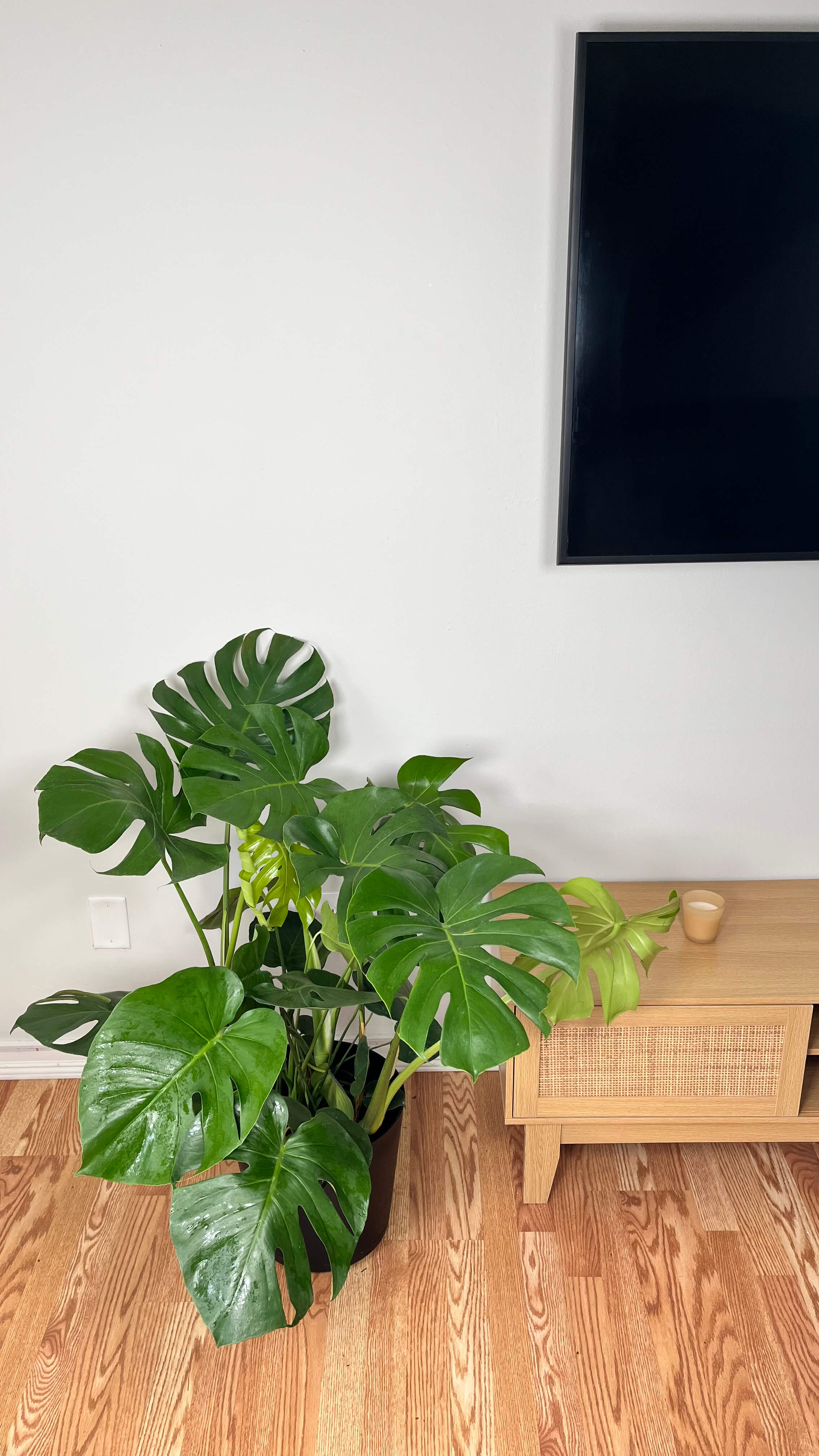 10" Monstera Deliciosa 3 Feet Tall