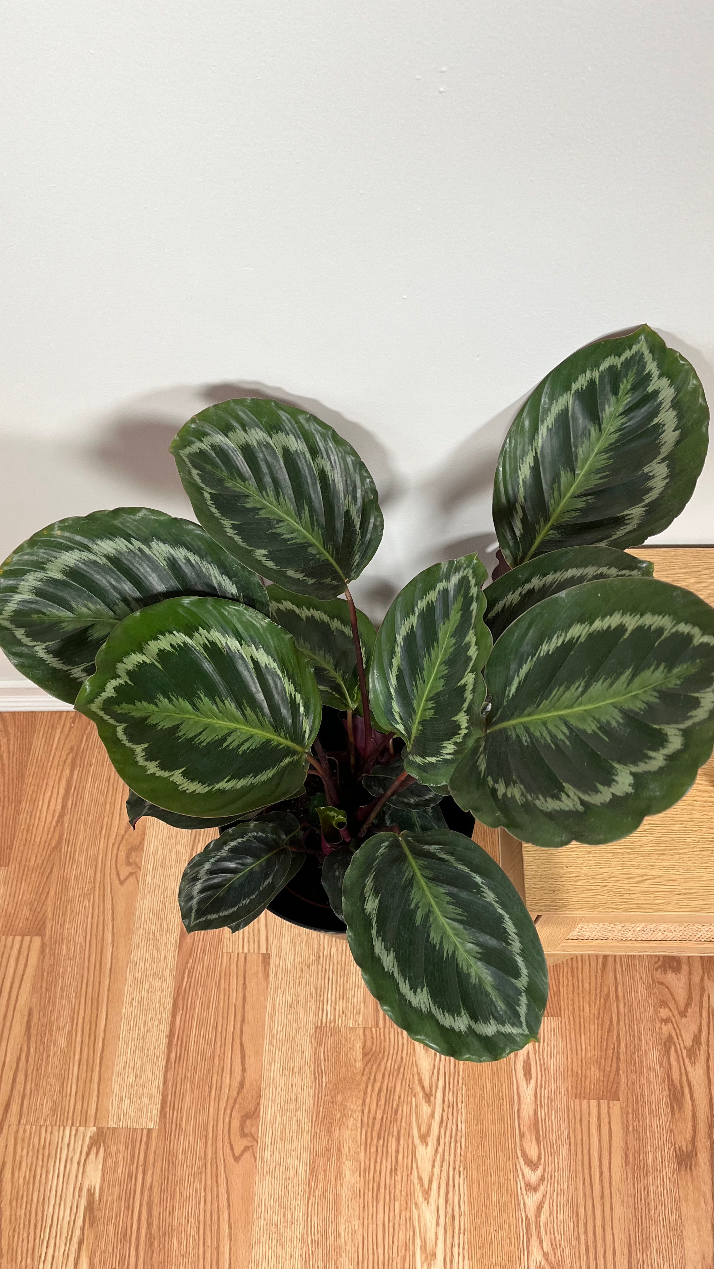 8" Calathea Medallion 2.5 Feet Tall