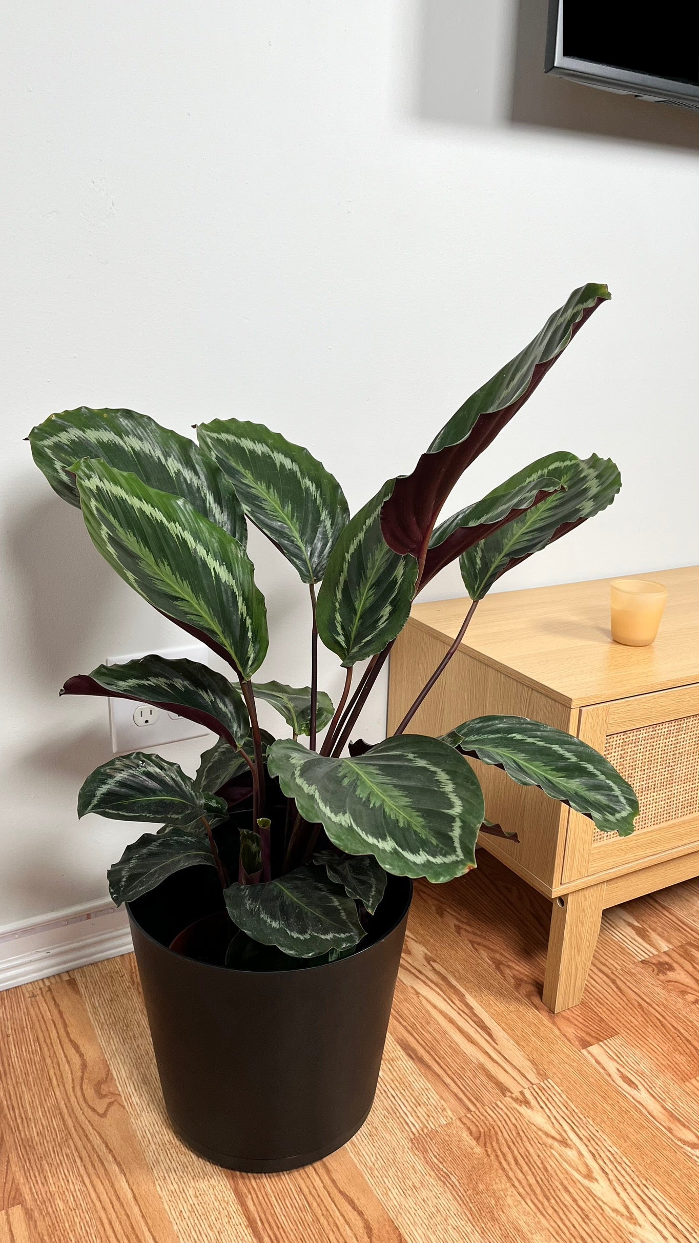 8" Calathea Medallion 2.5 Feet Tall