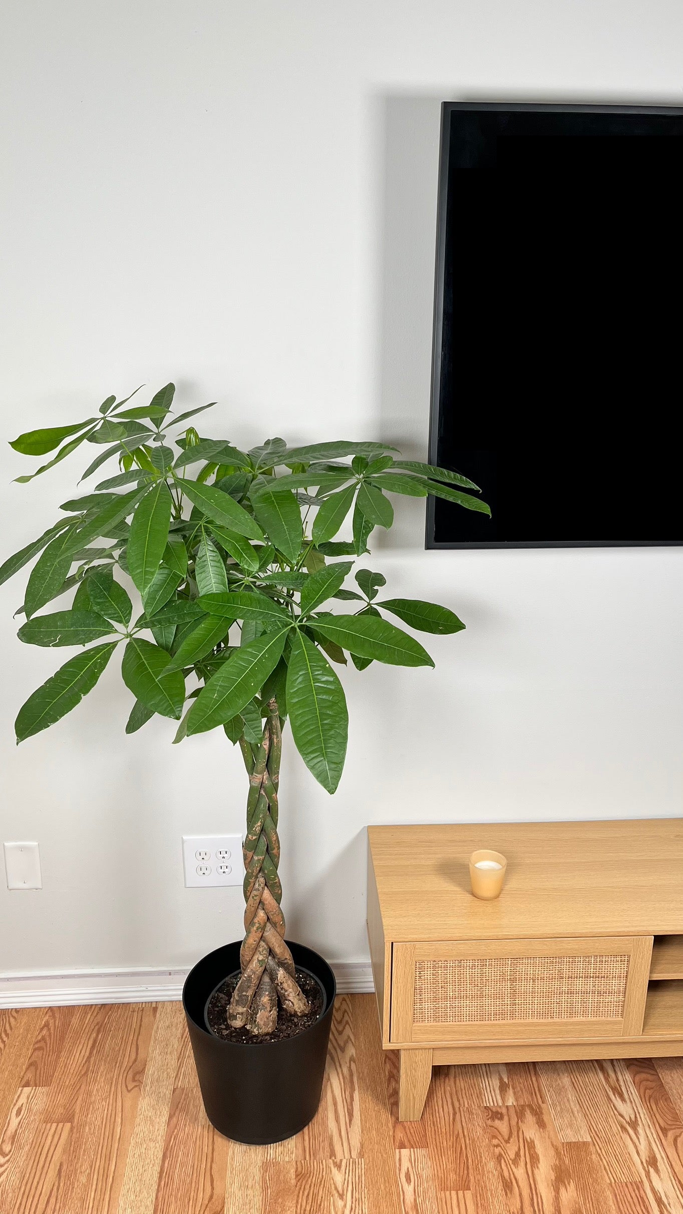 10" Money Tree Jumbo Braid Premium 4 Feet Tall