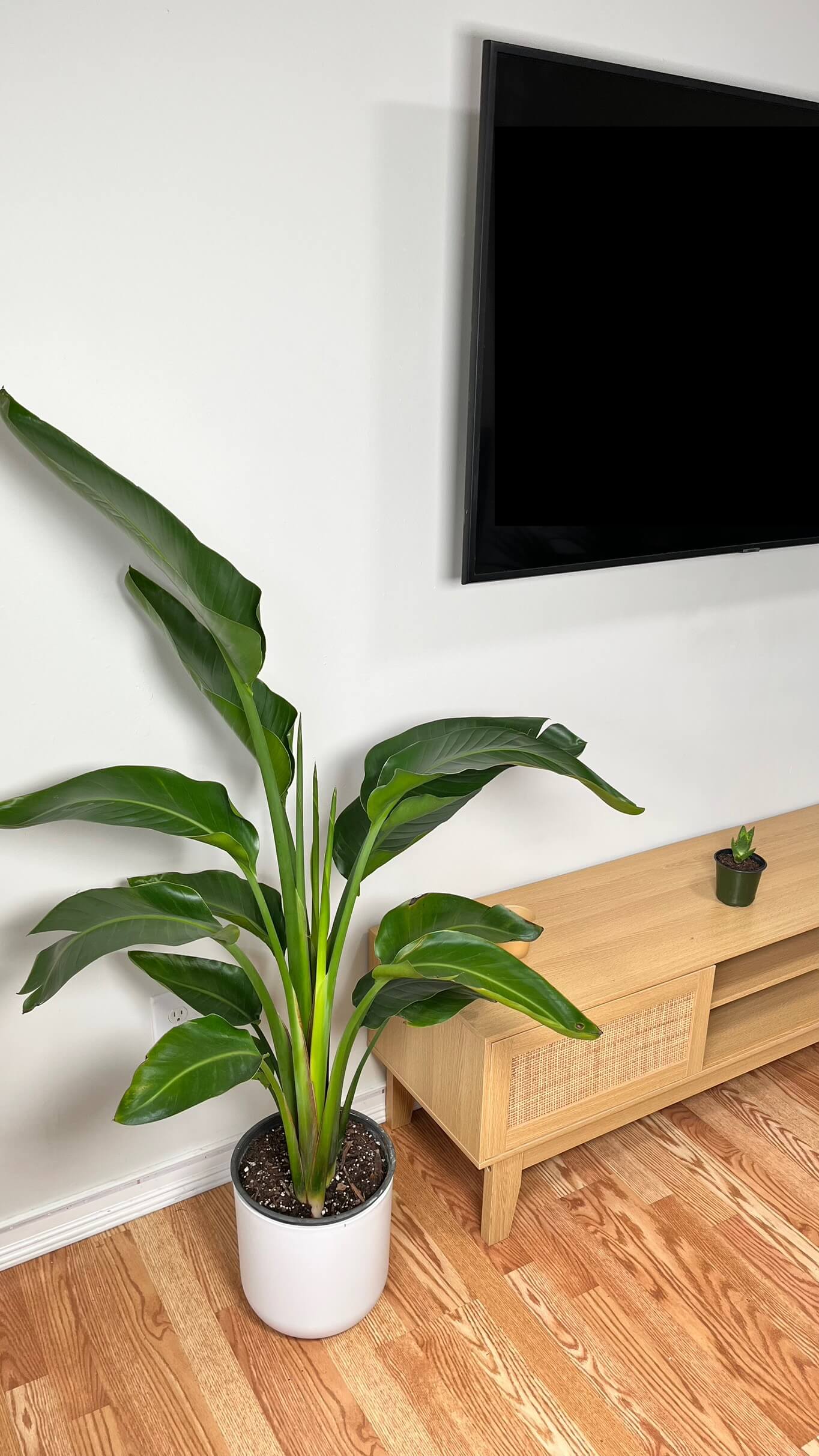 10" Bird of Paradise 4.5 Feet Tall