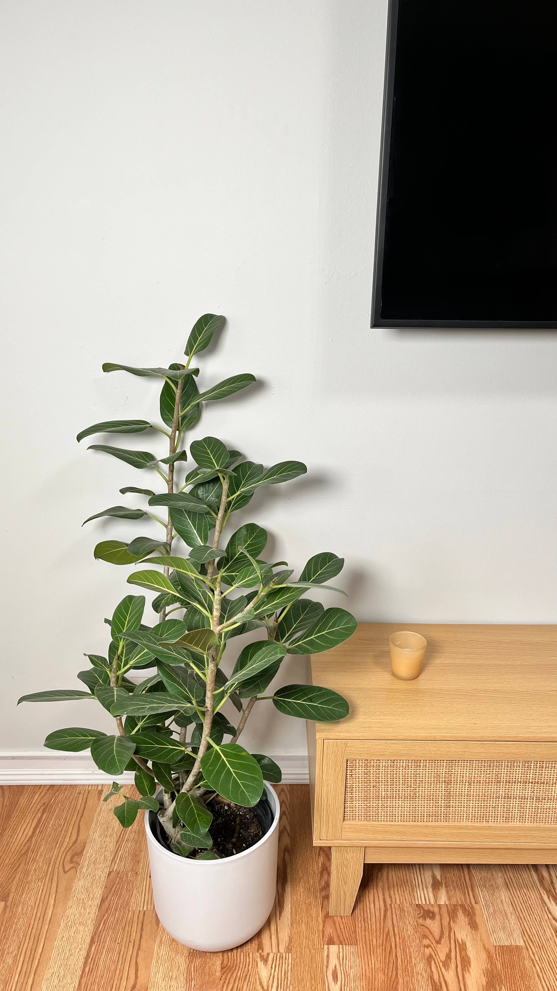 8" Ficus Audrey Bush 3 Feet Tall
