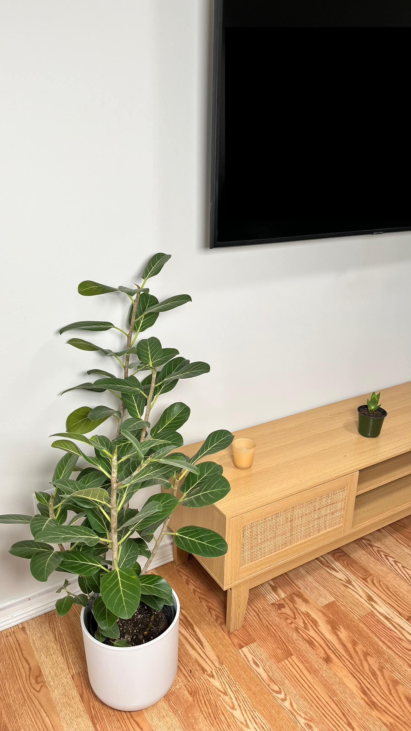 8" Ficus Audrey Bush 3 Feet Tall