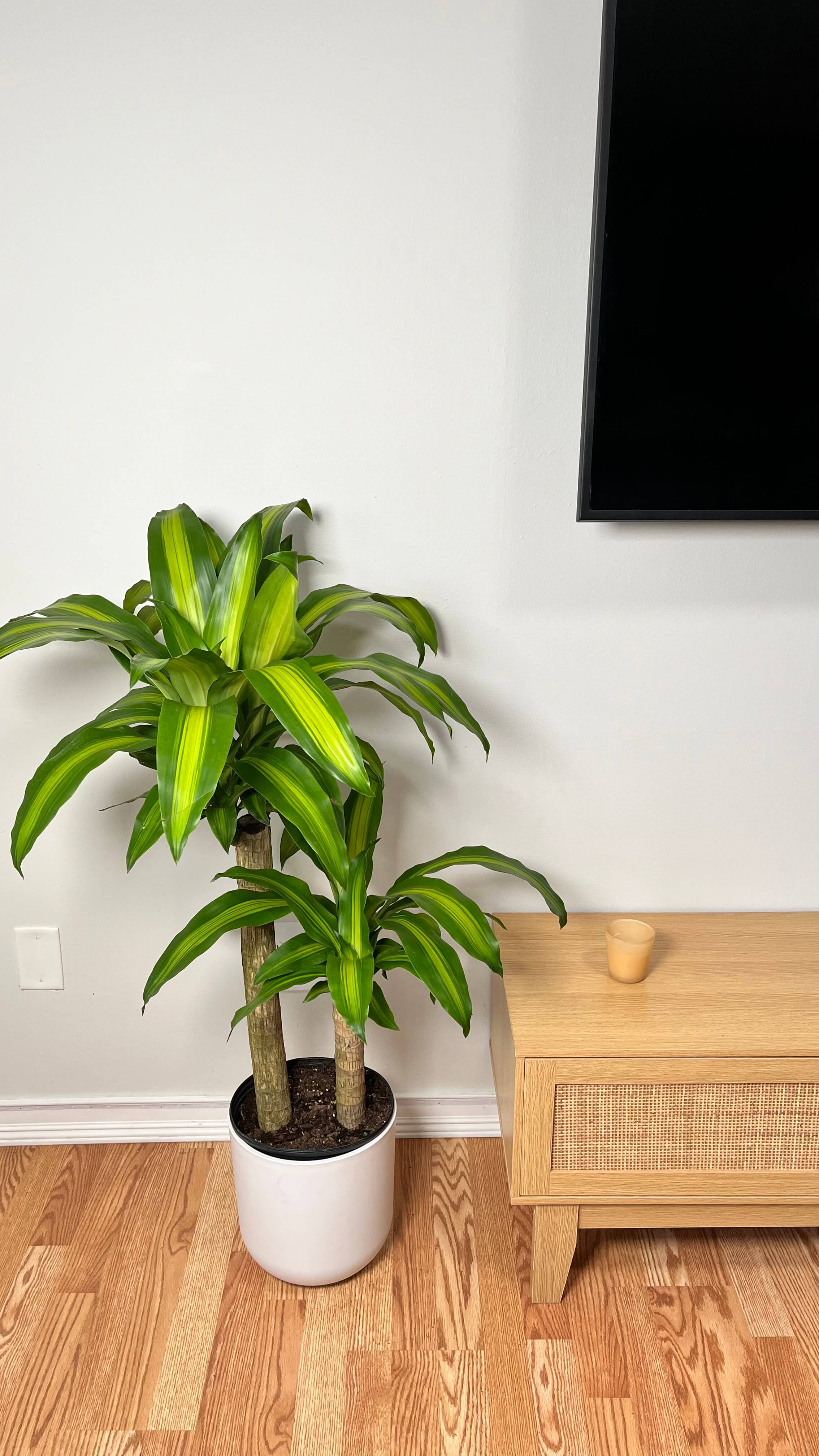 10" Dracaena Mass Cane 3 Feet Tall