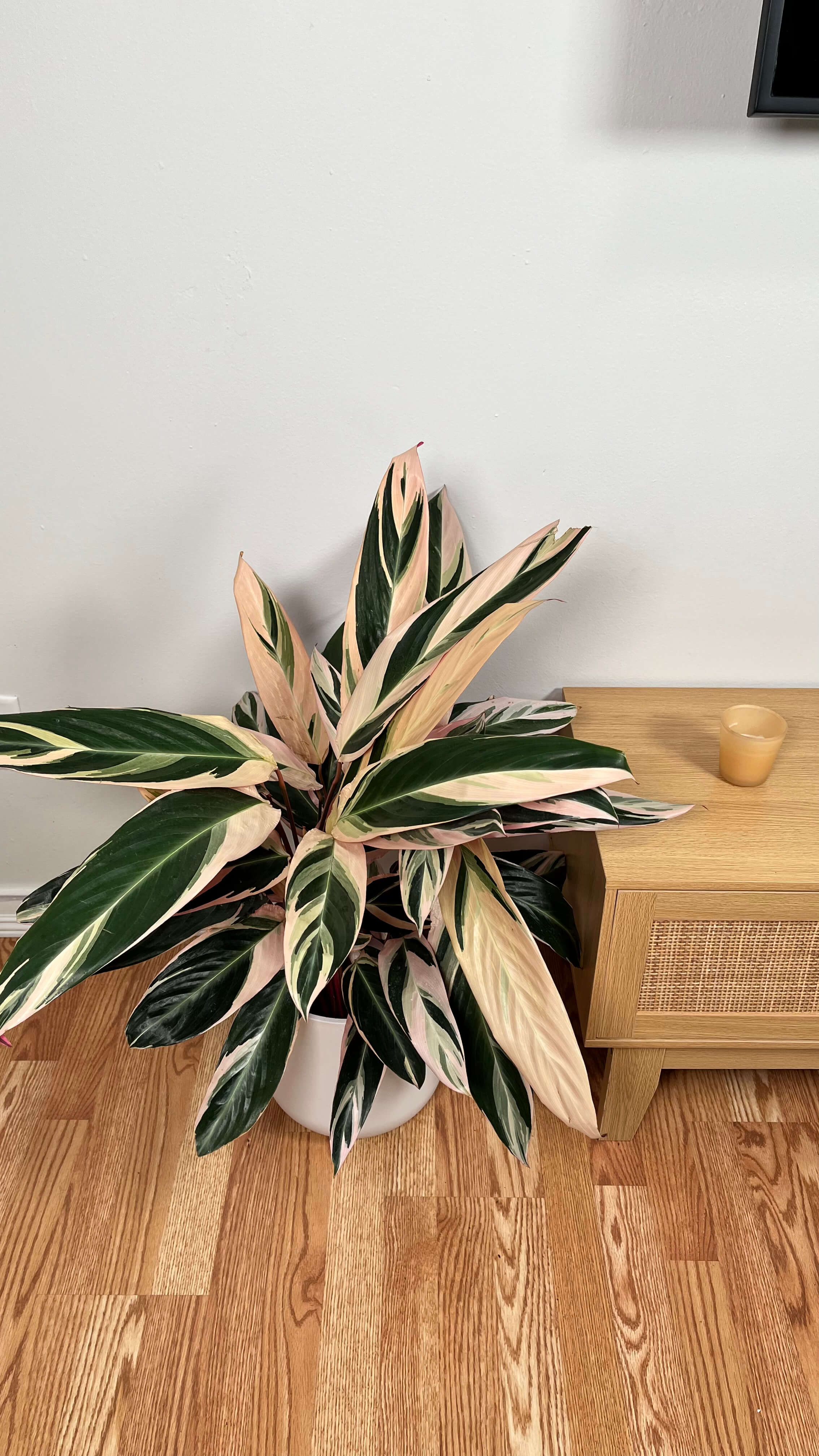 8" Stromanthe Triostar 2 Feet Tall