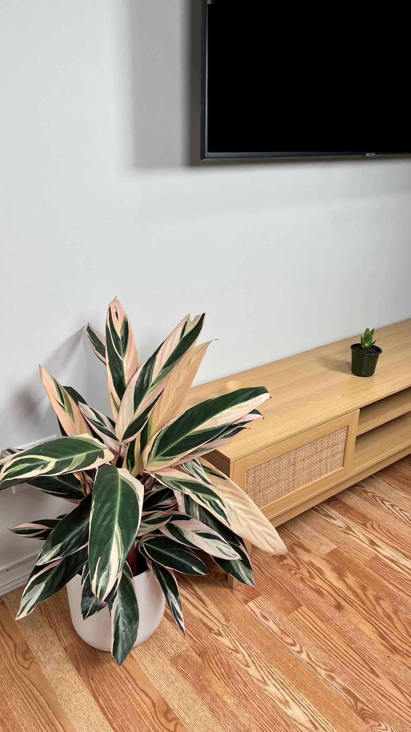 8" Stromanthe Triostar 2 Feet Tall