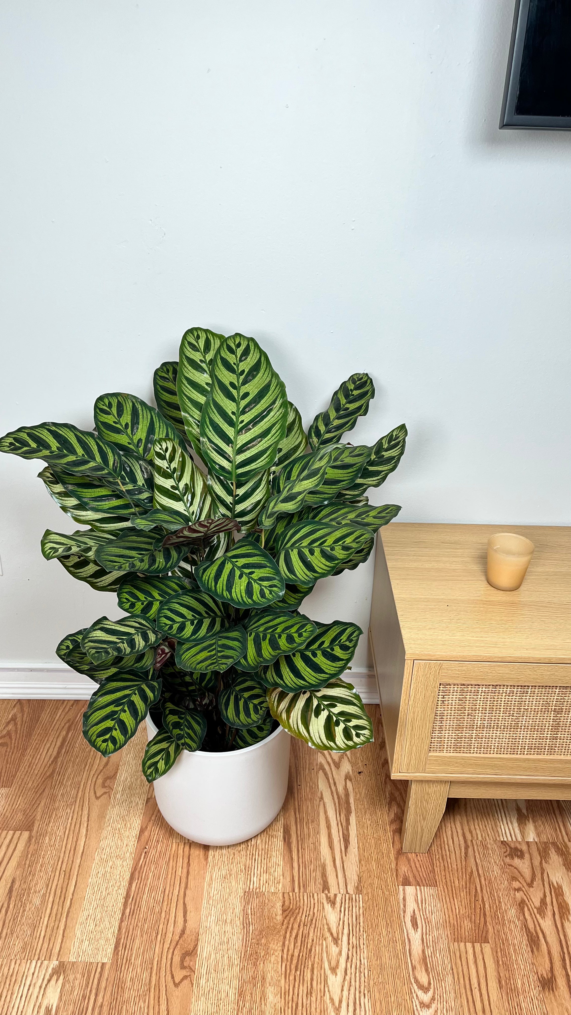 8" Calathea Peacock 2.5 Feet Tall