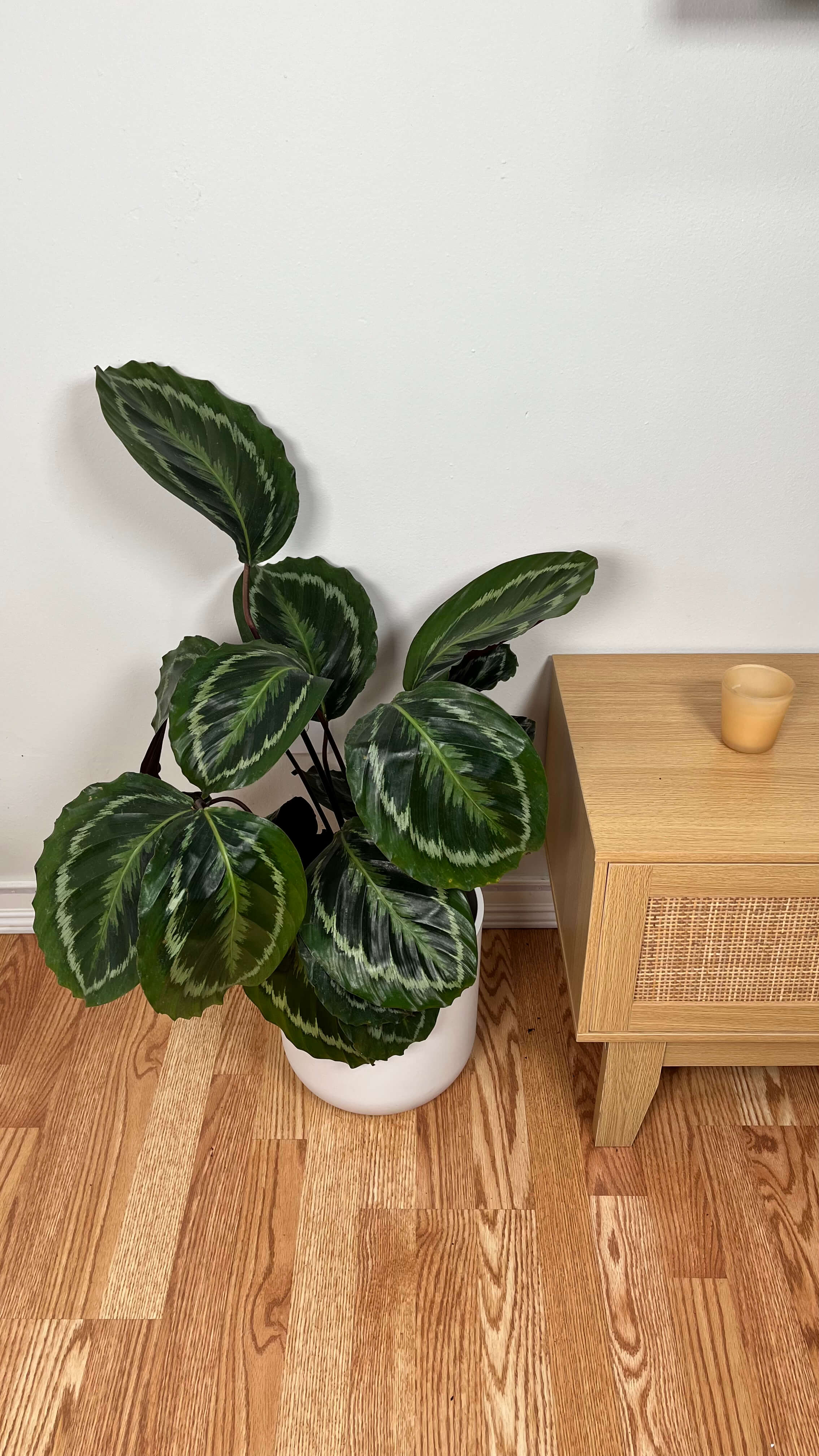 8" Calathea Medallion 2.5 Feet Tall