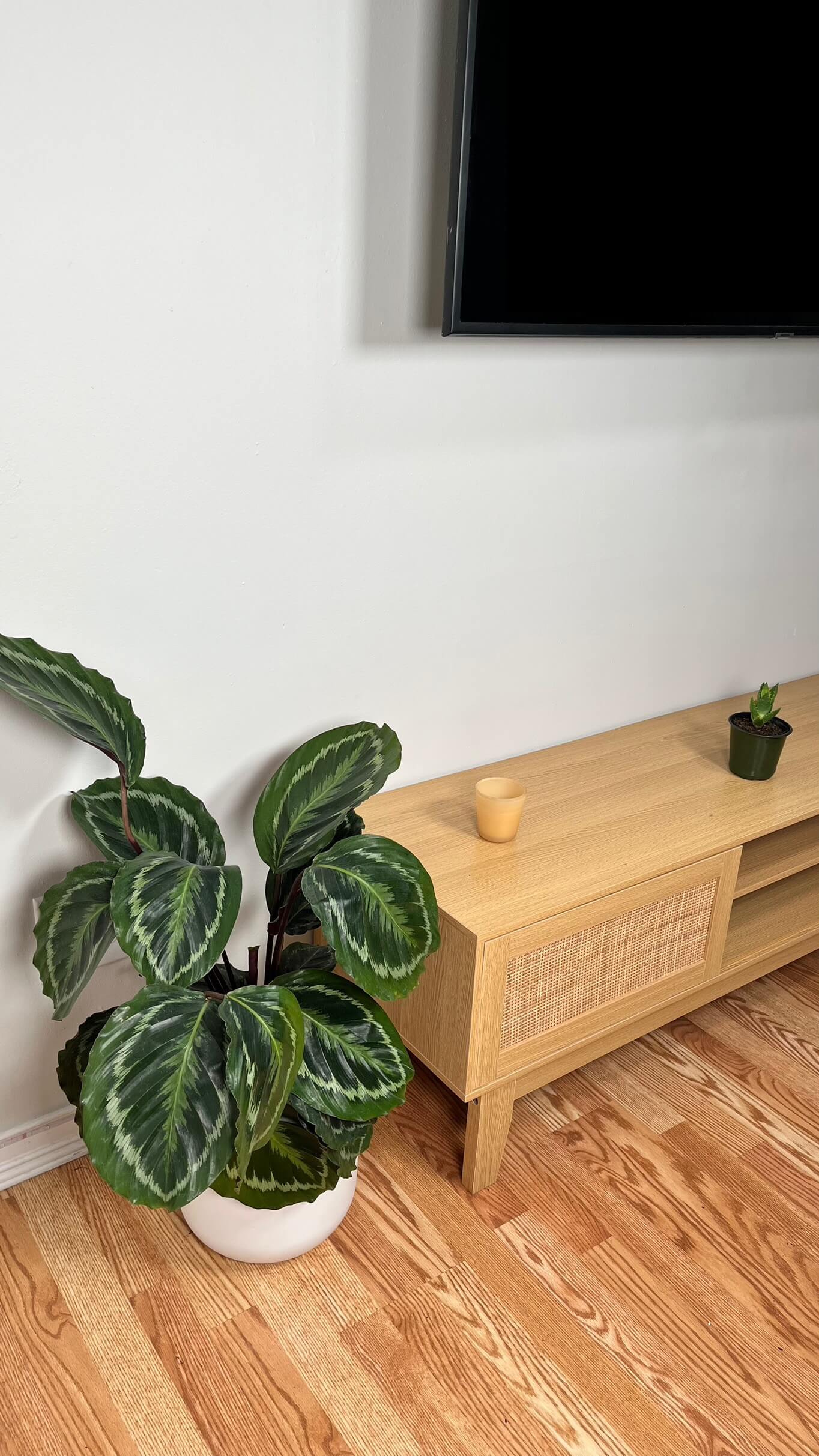 8" Calathea Medallion 2.5 Feet Tall