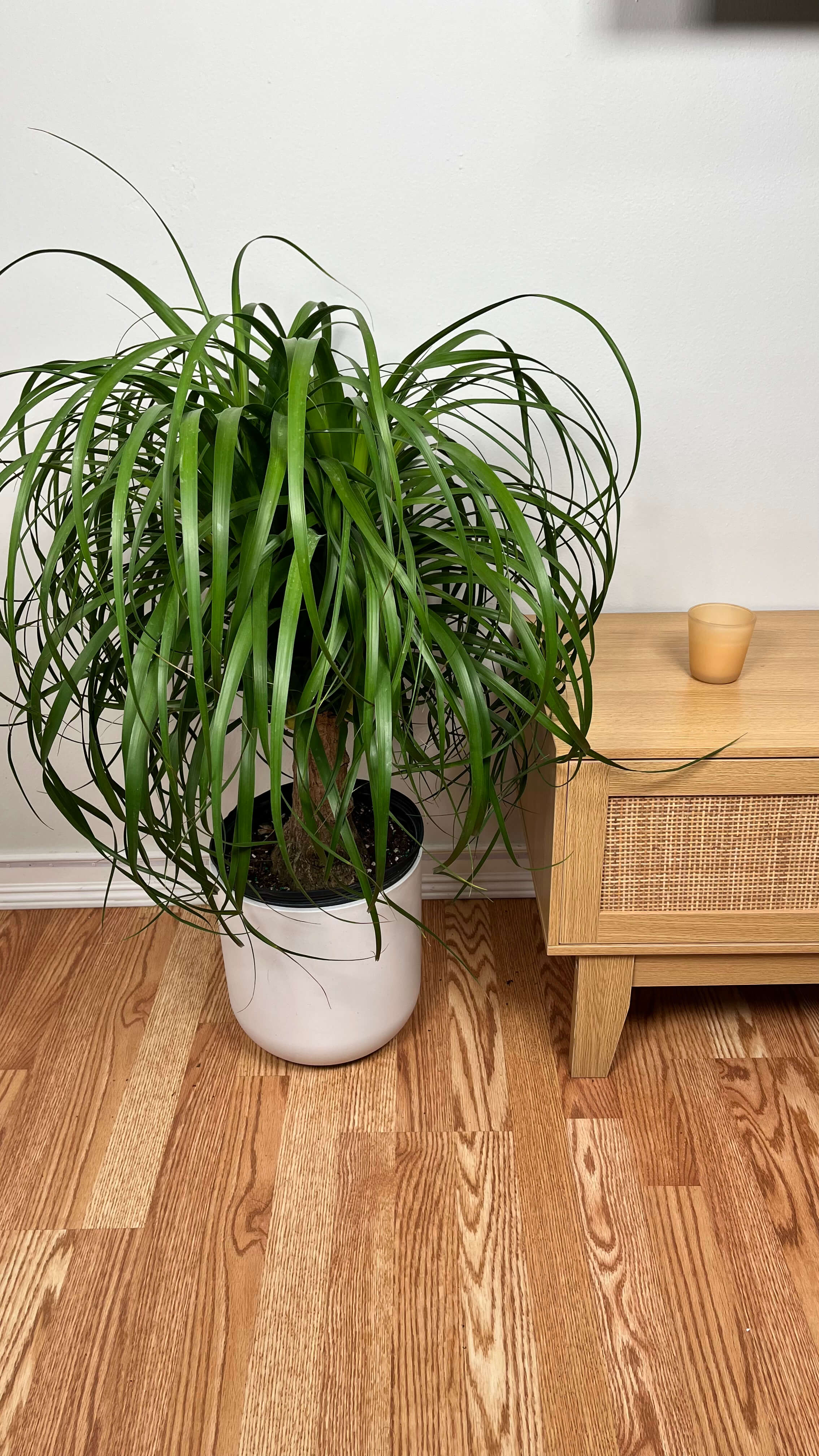 10" Ponytail Palm 3 Feet Tall