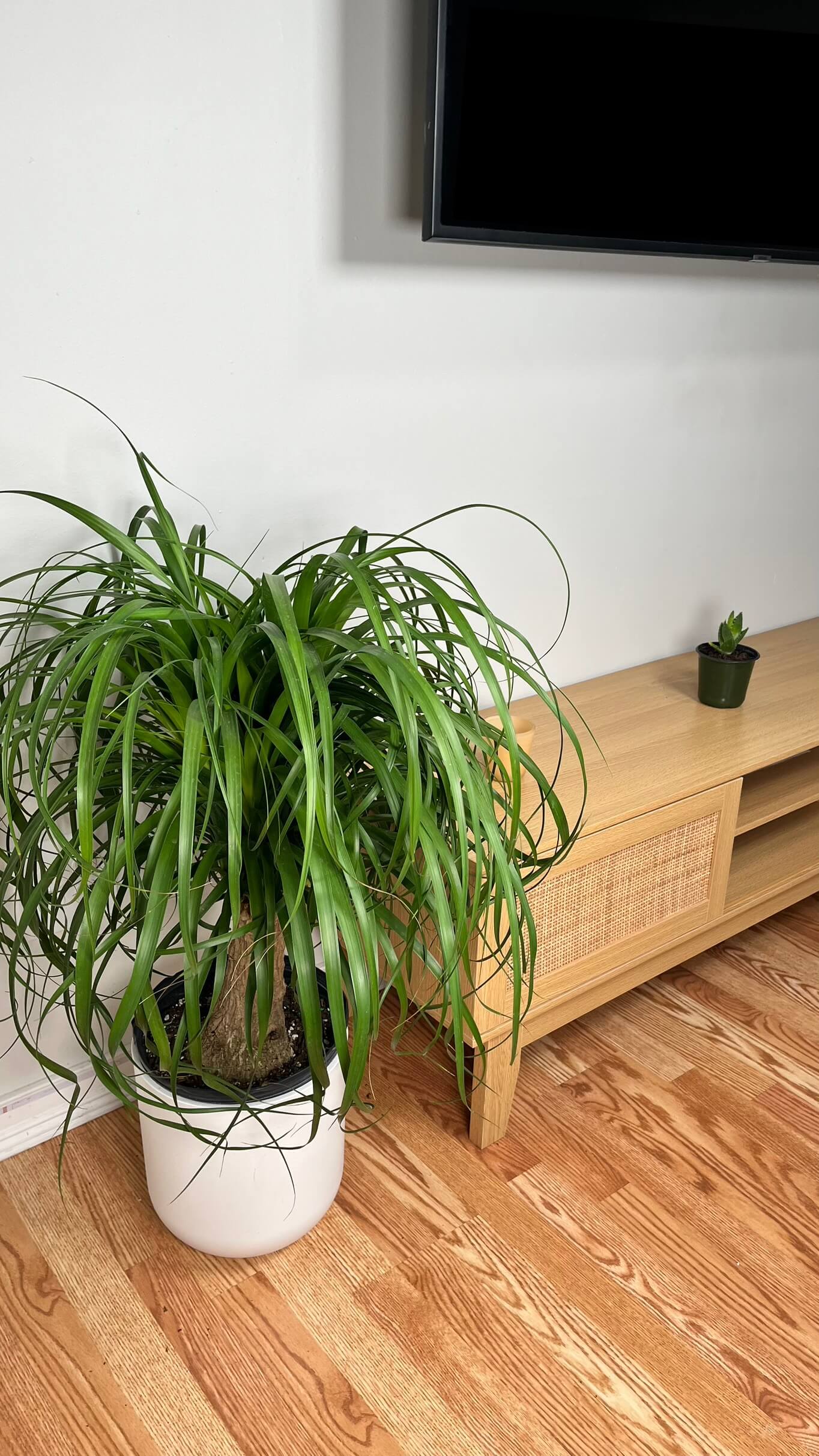 10" Ponytail Palm 3 Feet Tall