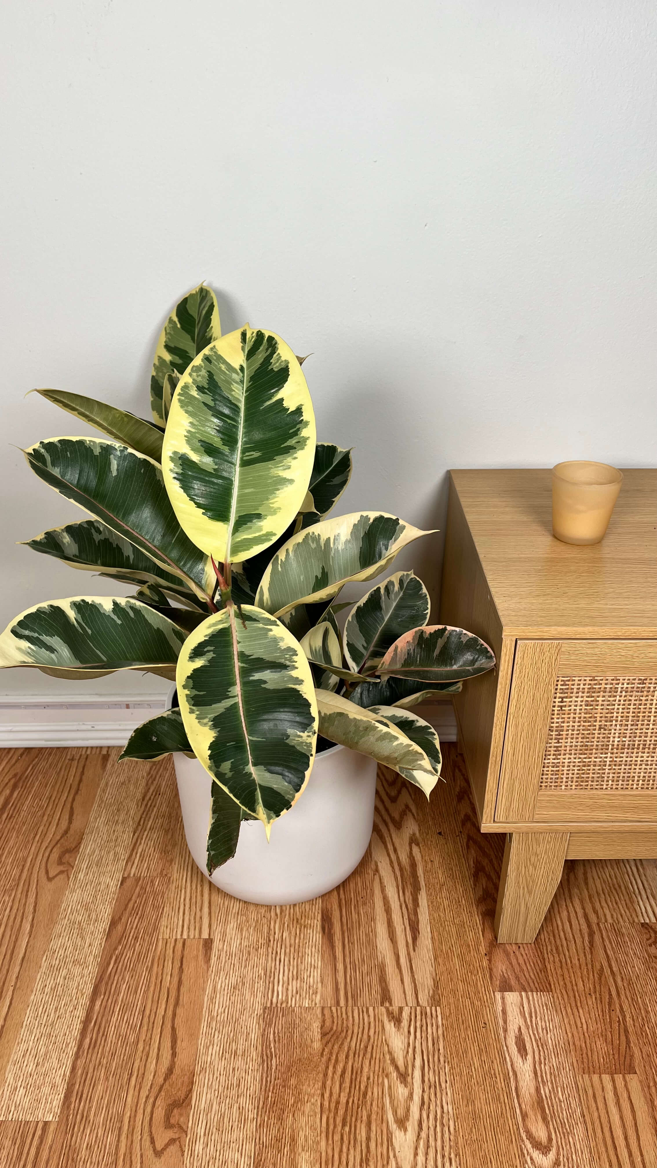 10" Ficus Tineke Bush 3 Feet Tall