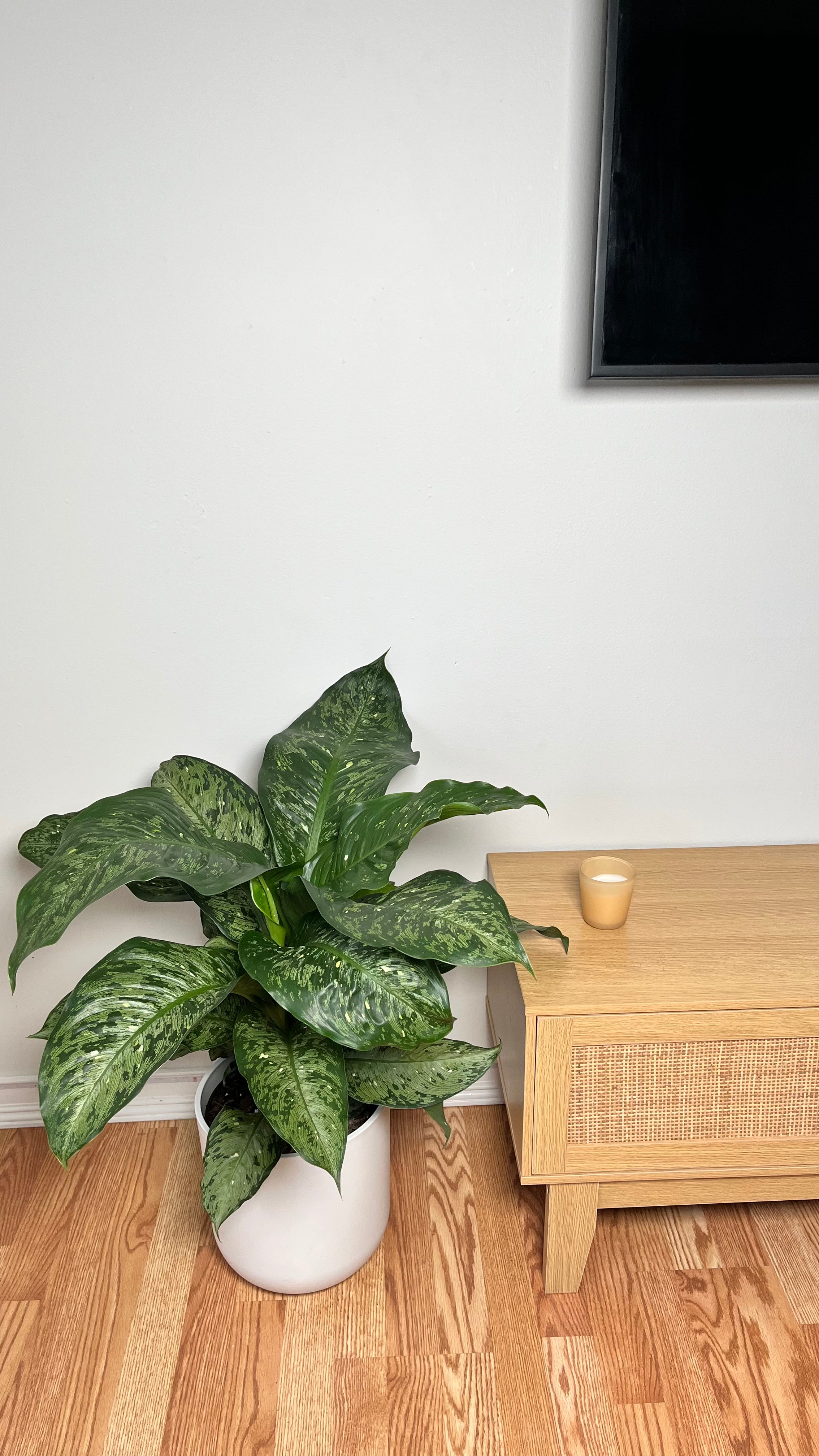 8" Dieffenbachia Memoria Corsii 2 Feet Tall