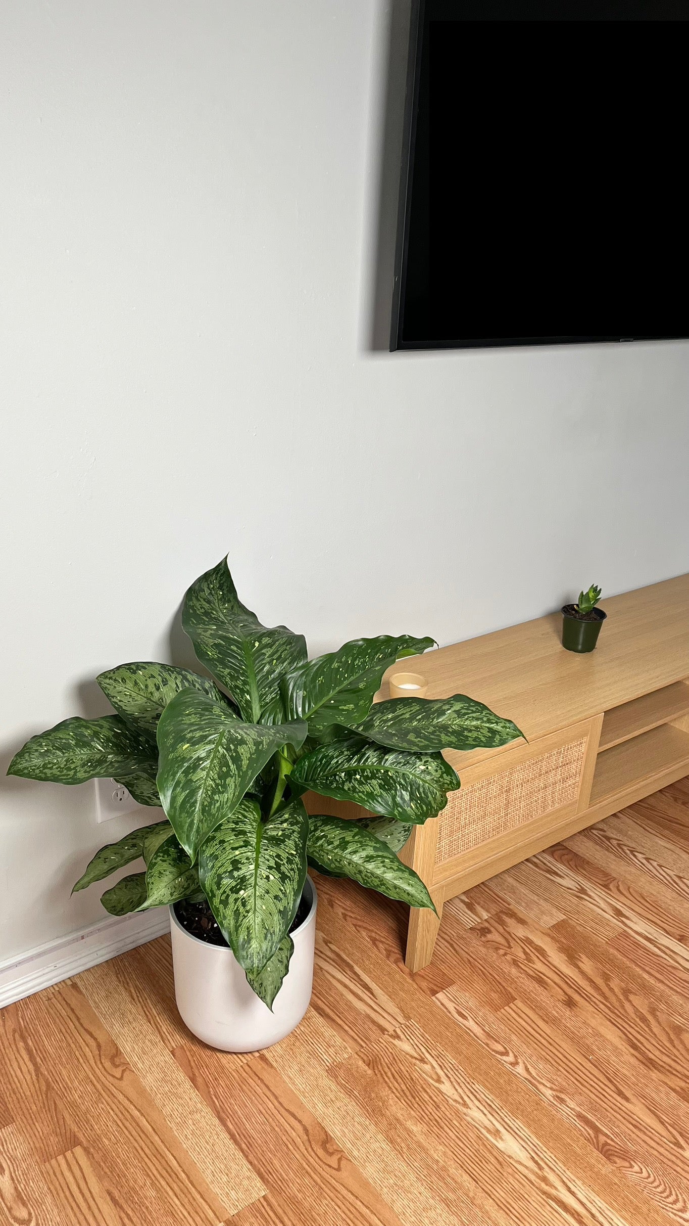 8" Dieffenbachia Memoria Corsii 2 Feet Tall