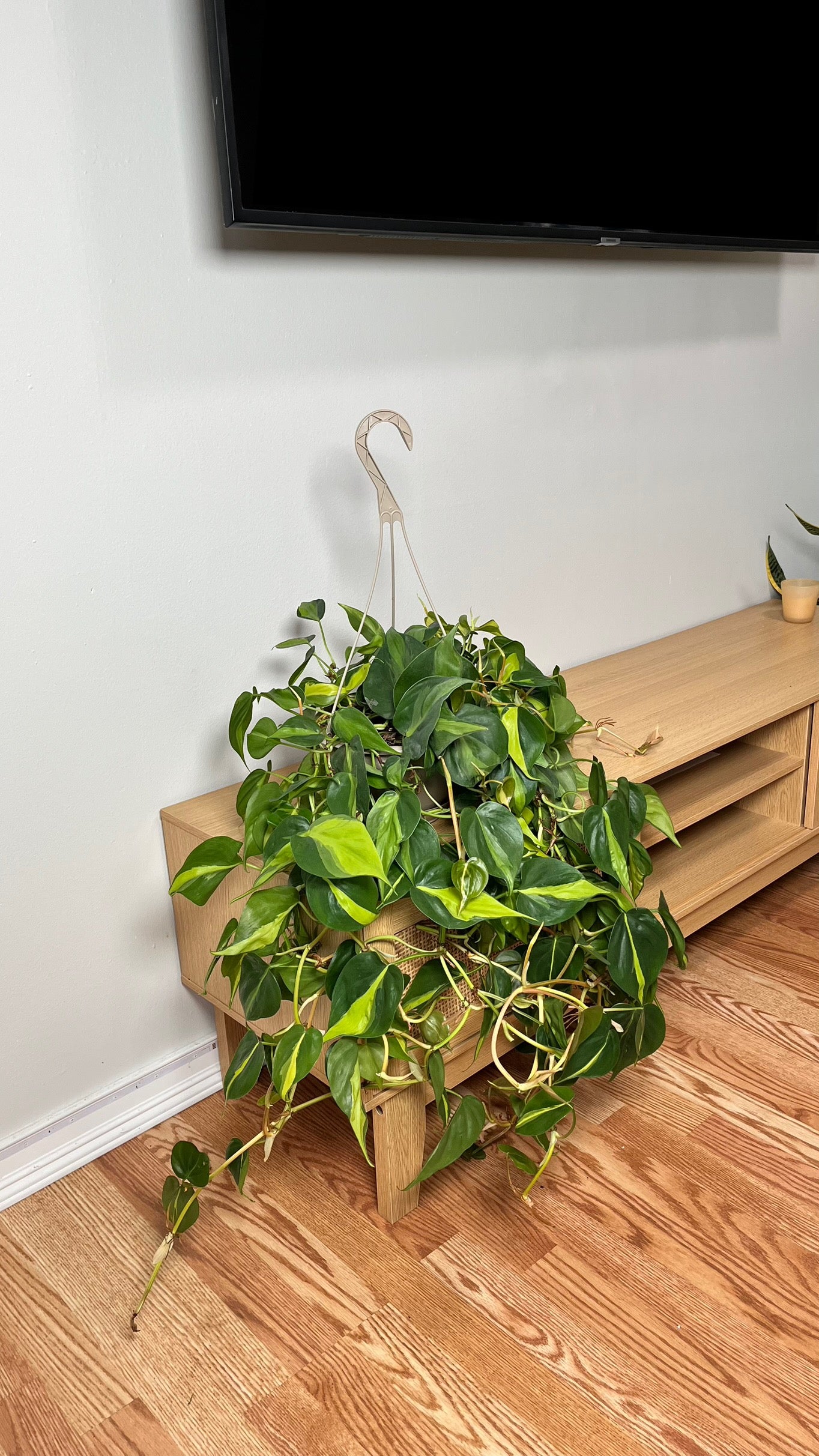 8" Philodendron Brasil