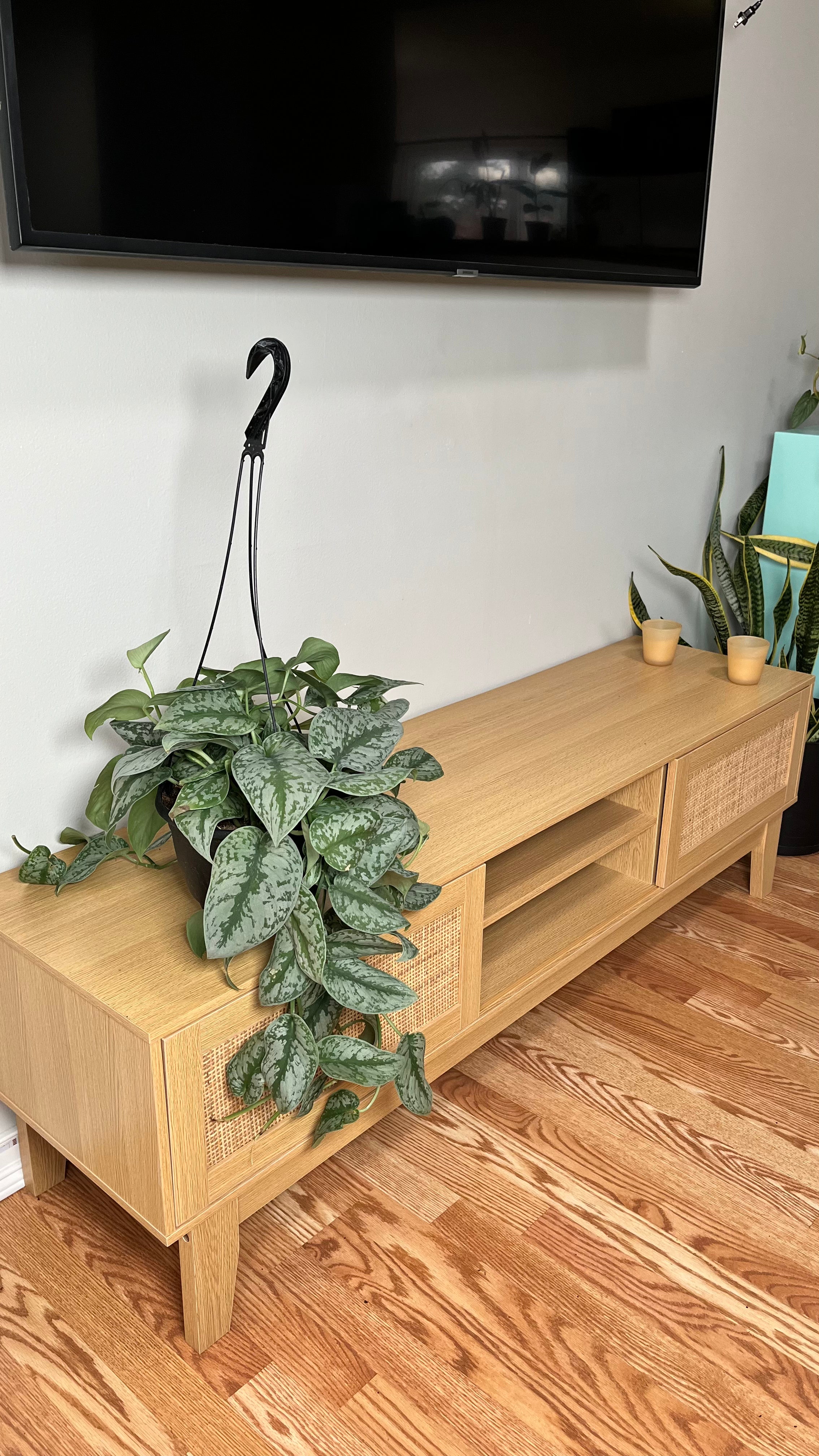 8" Scindapsus Silver Satin