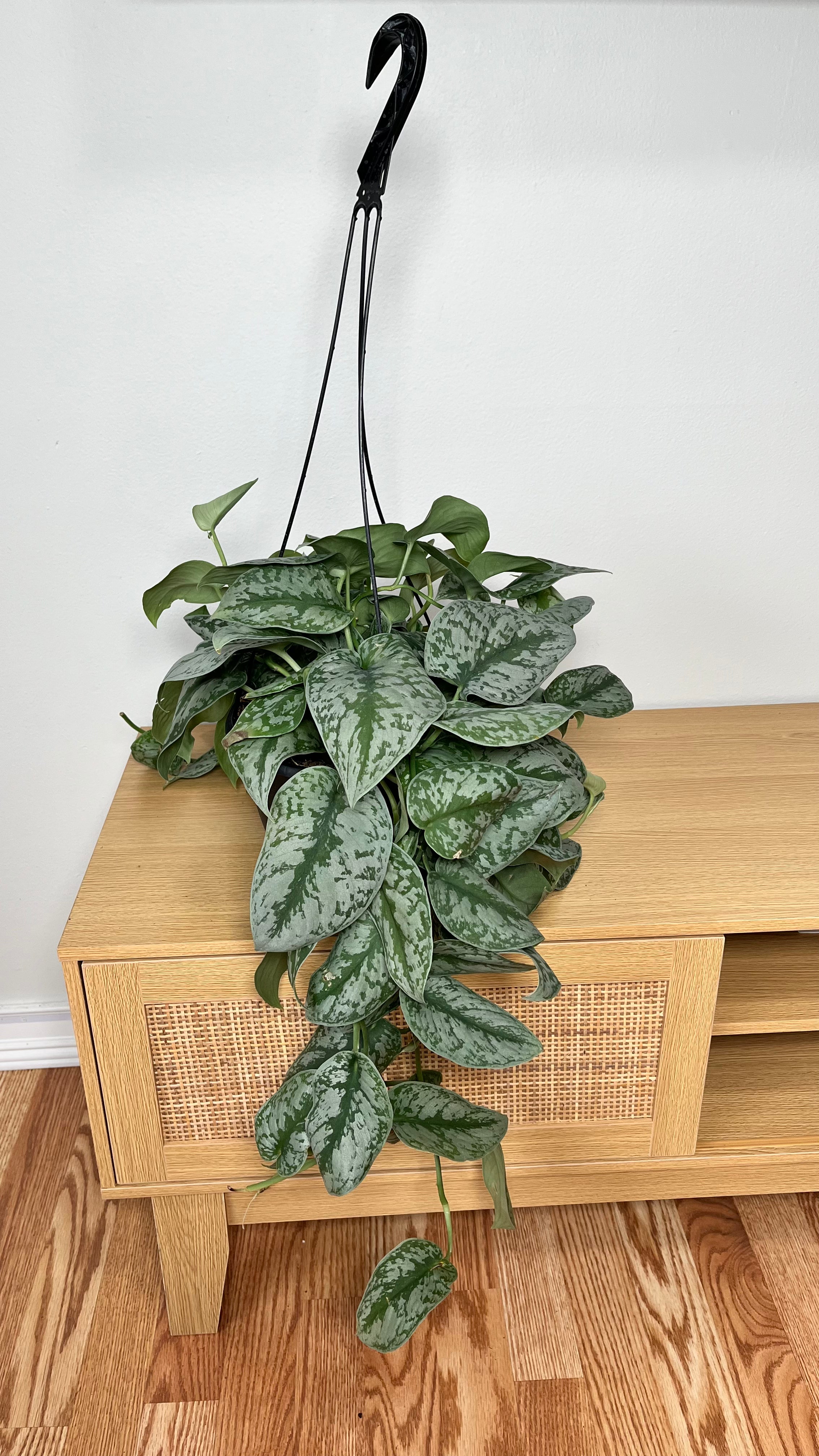 8" Scindapsus Silver Satin