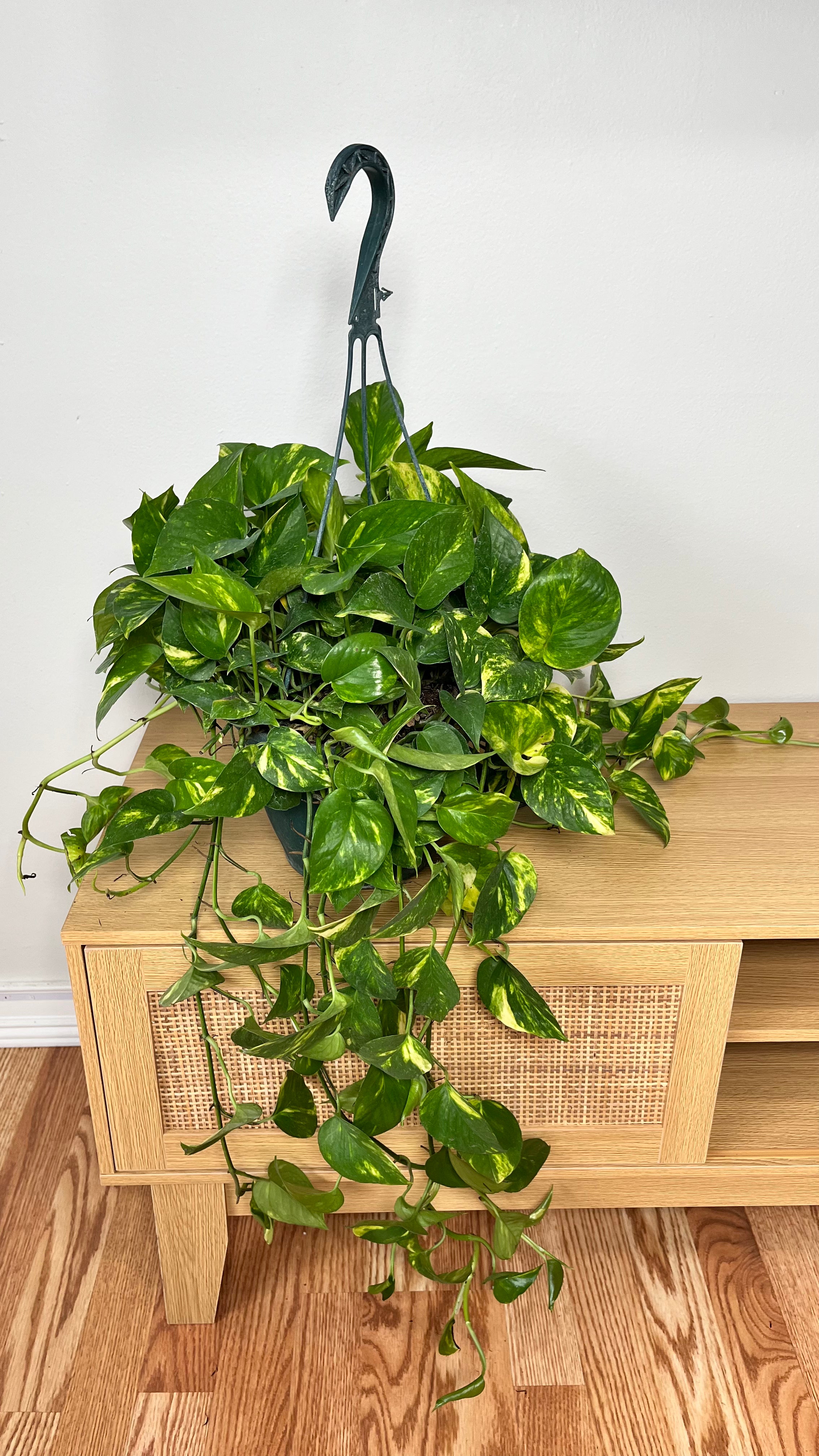 8” Pothos Golden