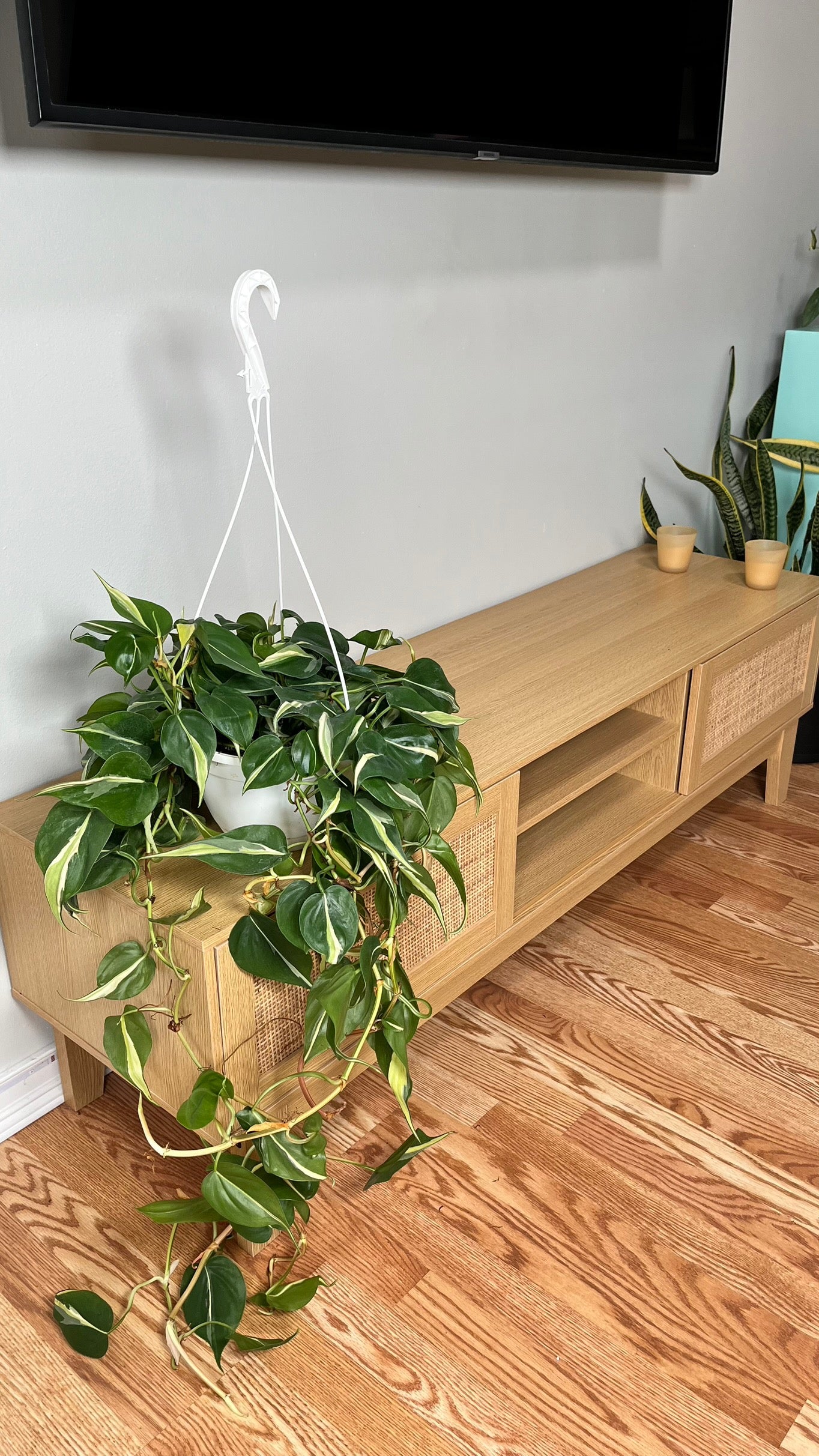 8" Philodendron Silver Stripe