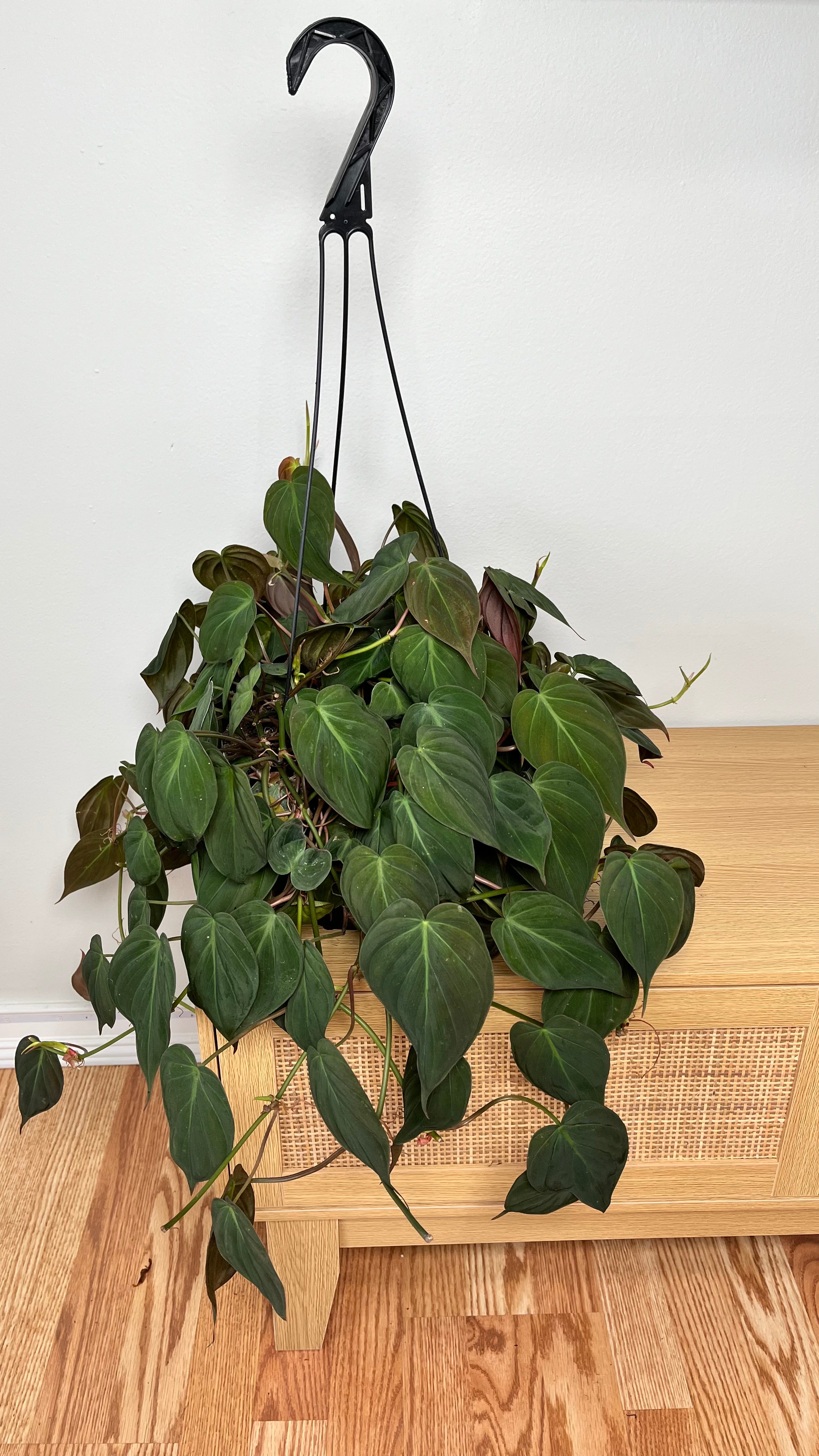 8" Philodendron Micans