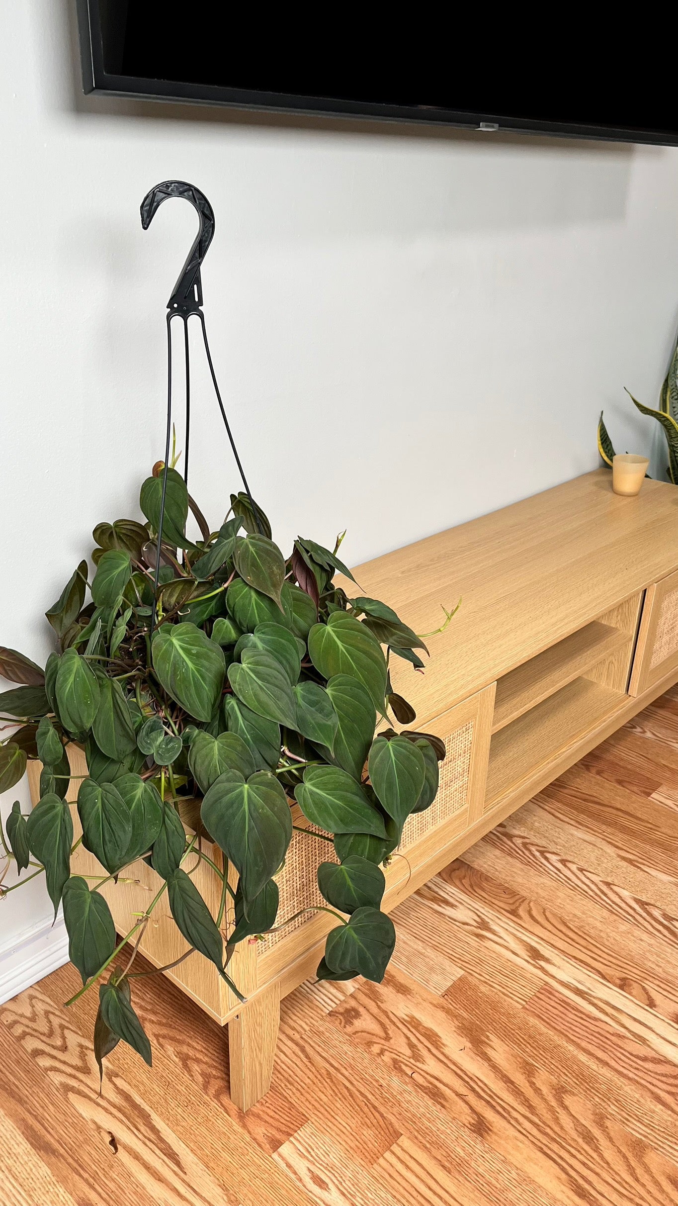 8" Philodendron Micans