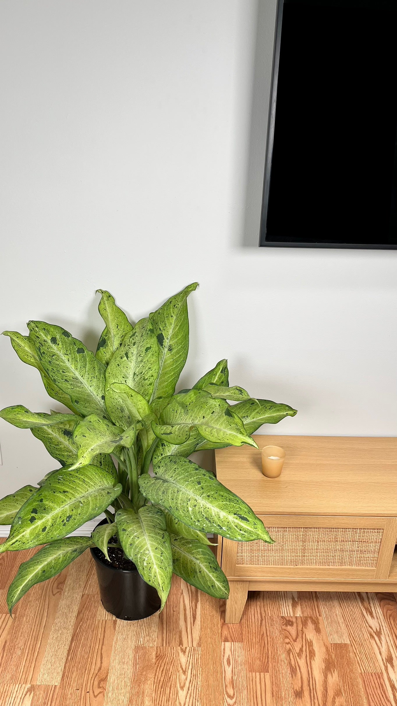 10" Dieffenbachia Camouflage 4.5 Feet Tall