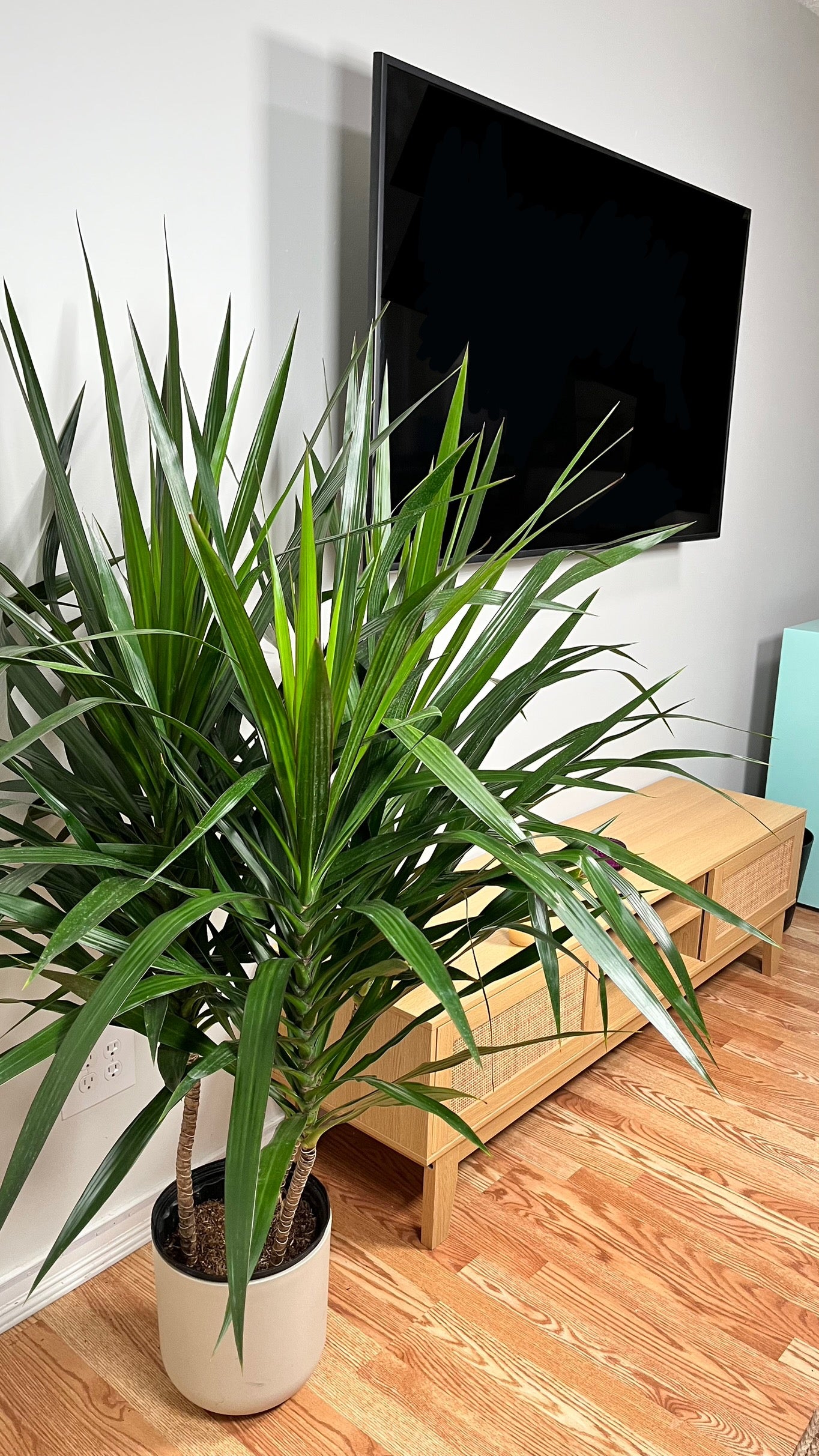 10" Dracaena Tarzan Bush 5 Feet Tall