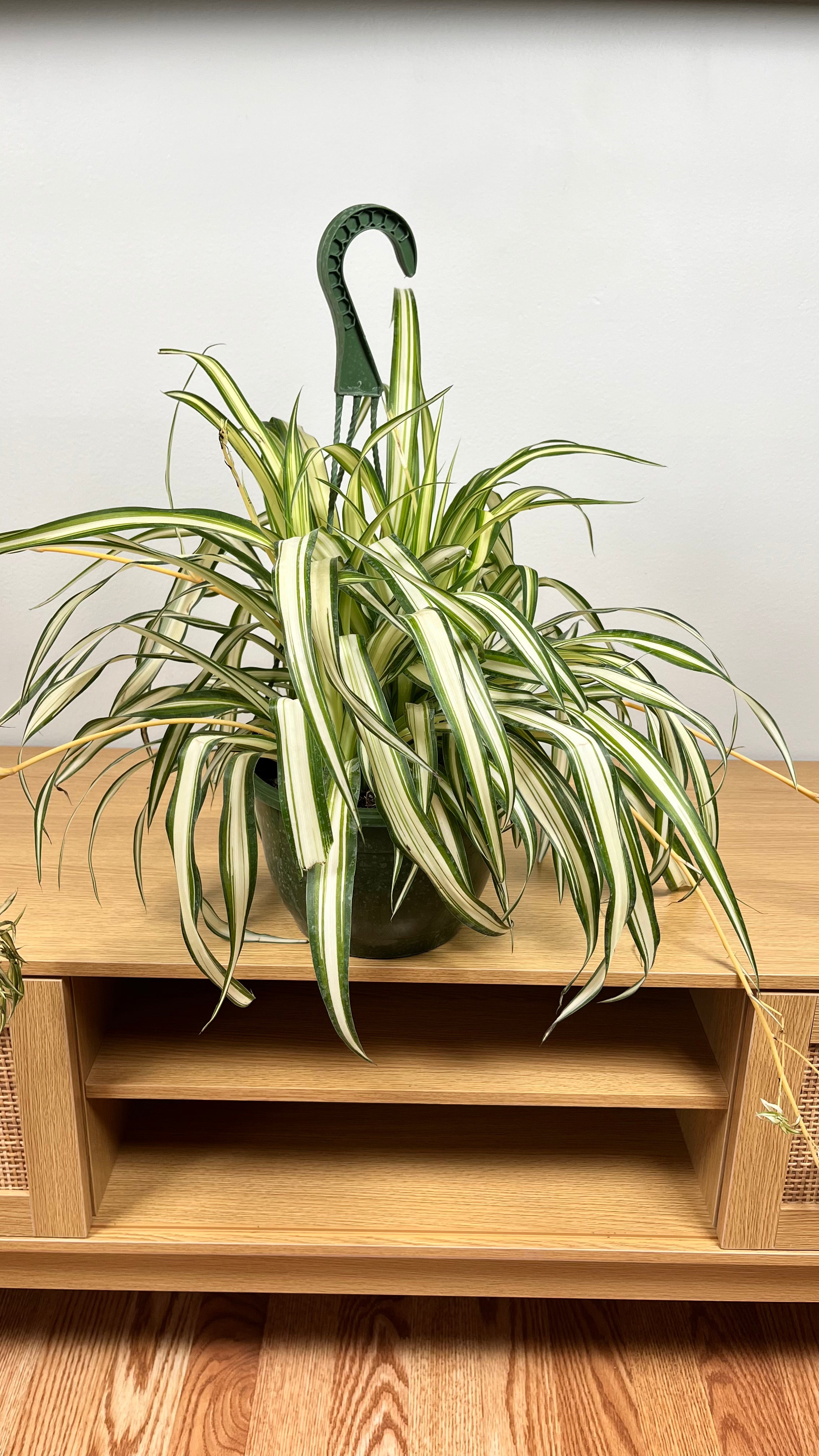 8" Spider Plant Variegated