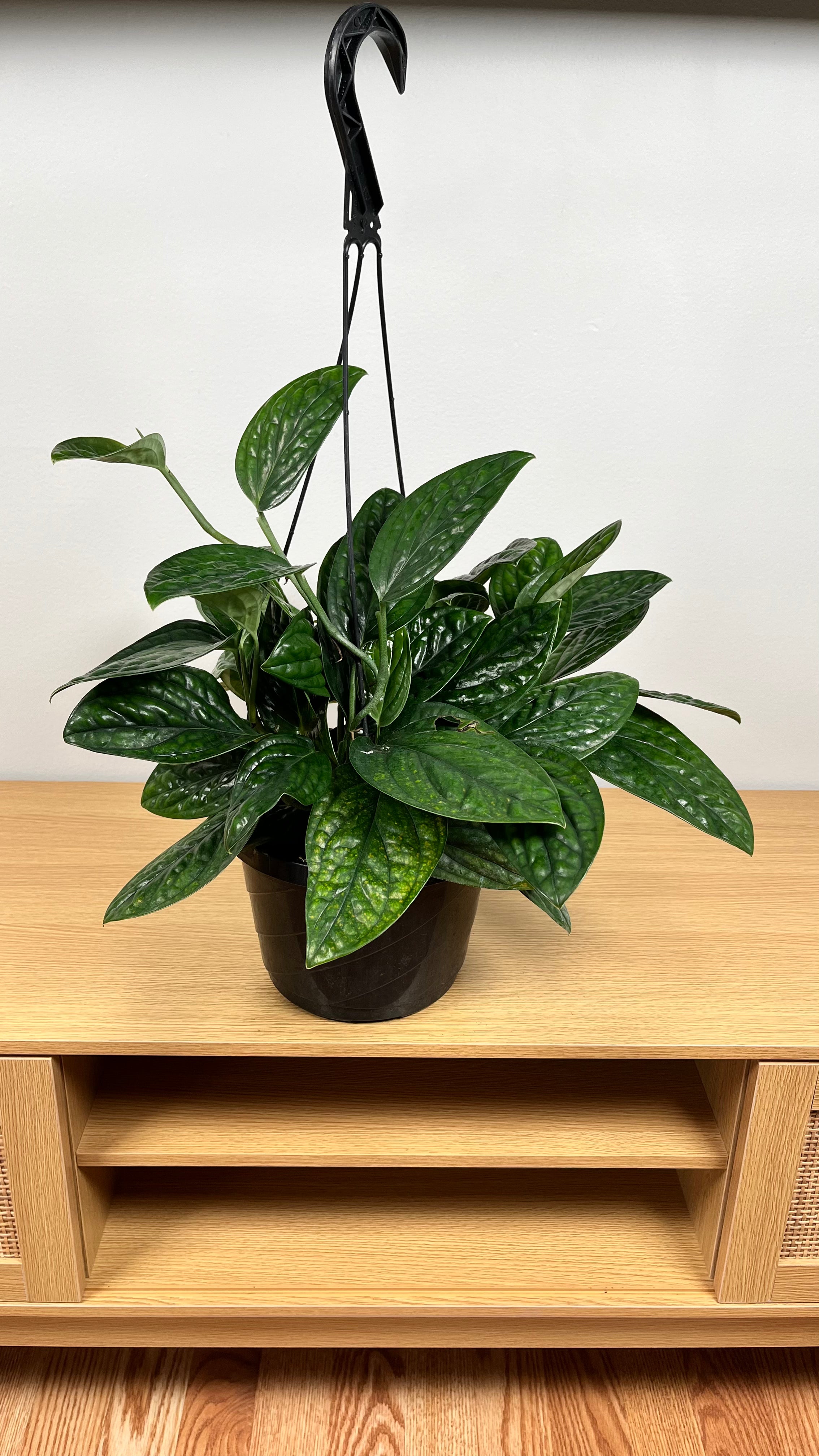 8" Monstera Peru Hanging Basket