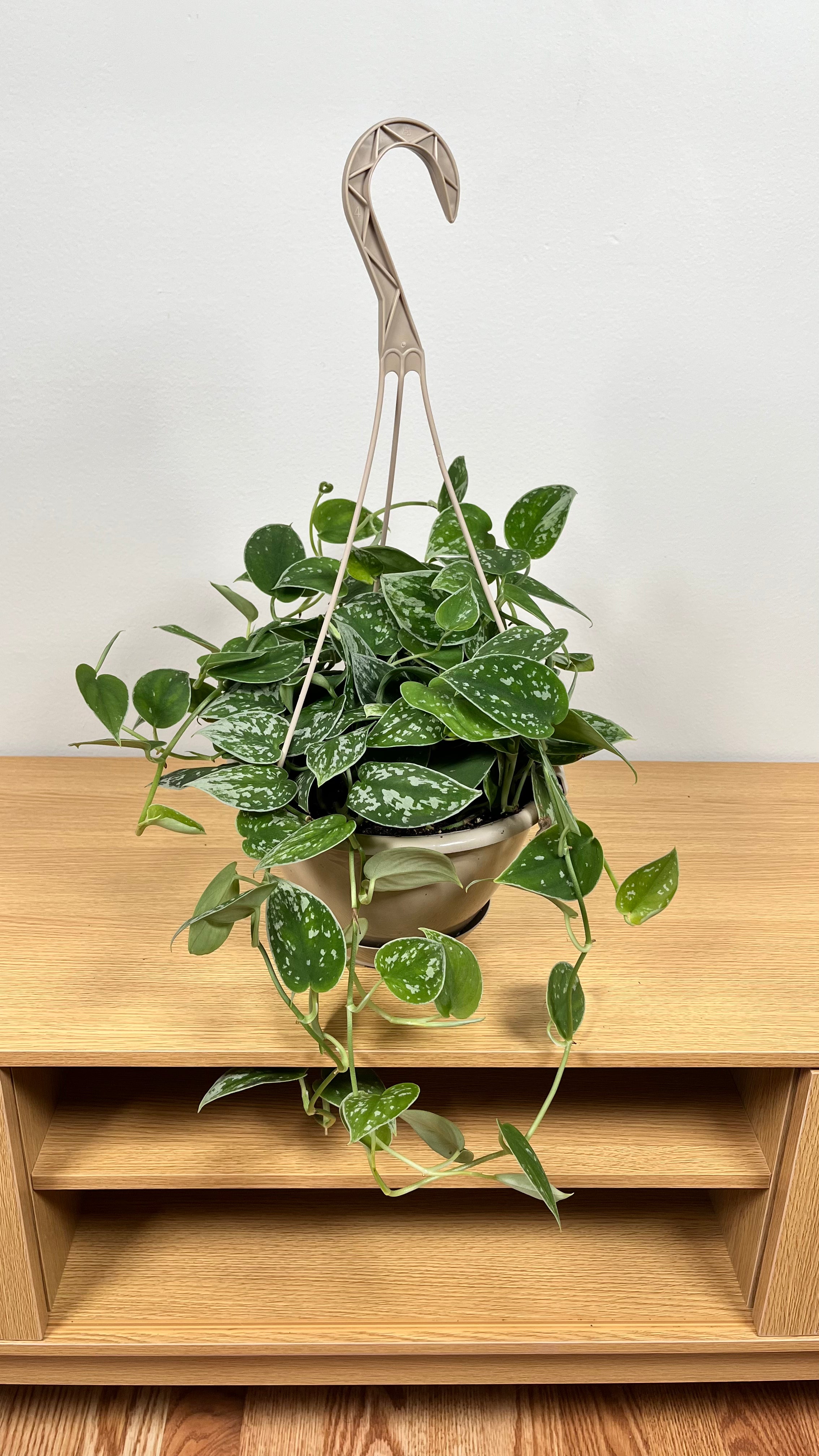 8" Scindapsus Silver Ann Hanging Basket