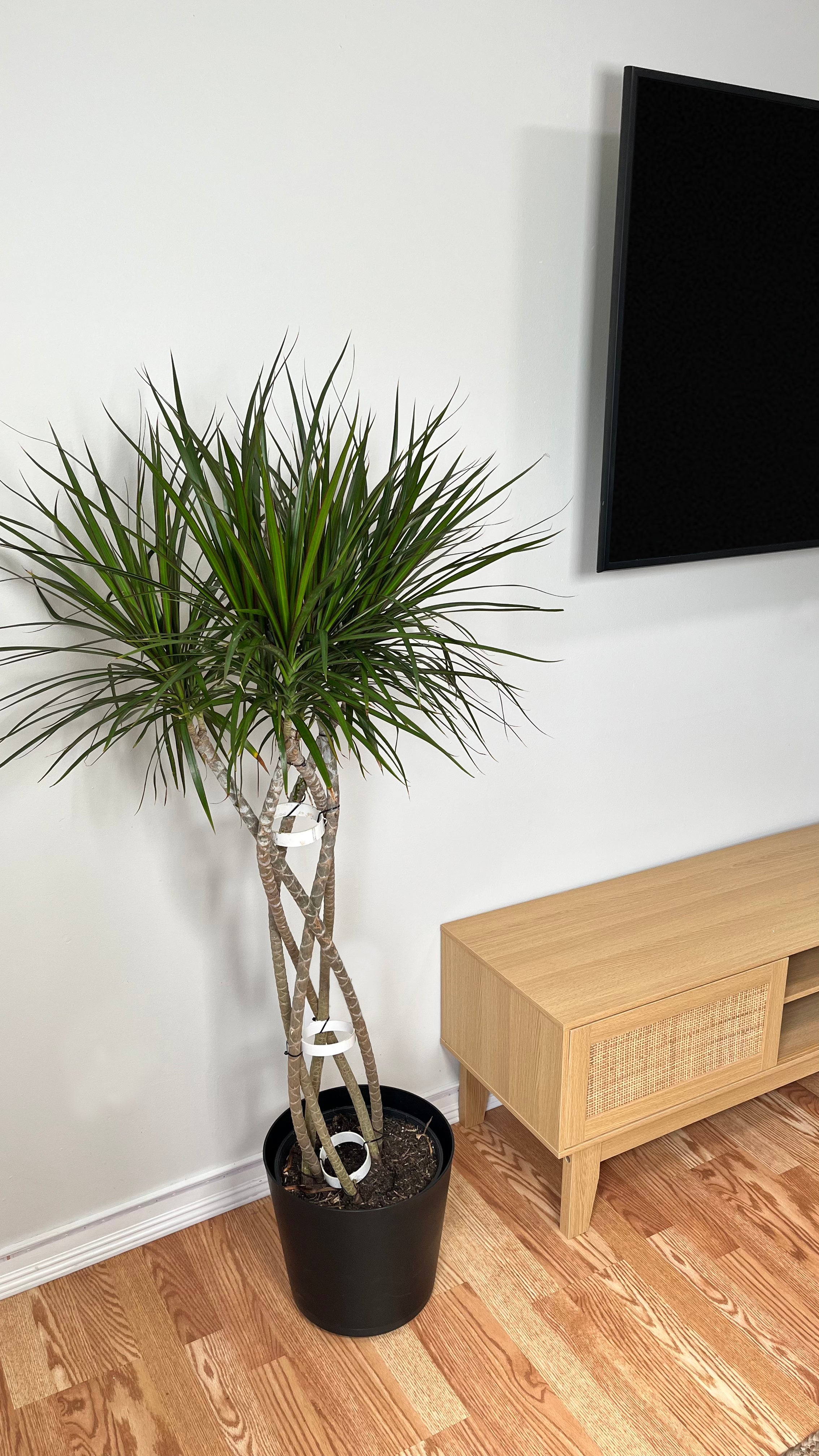 10" Draceana Marginata Open Weave Braid 5 Feet Tall