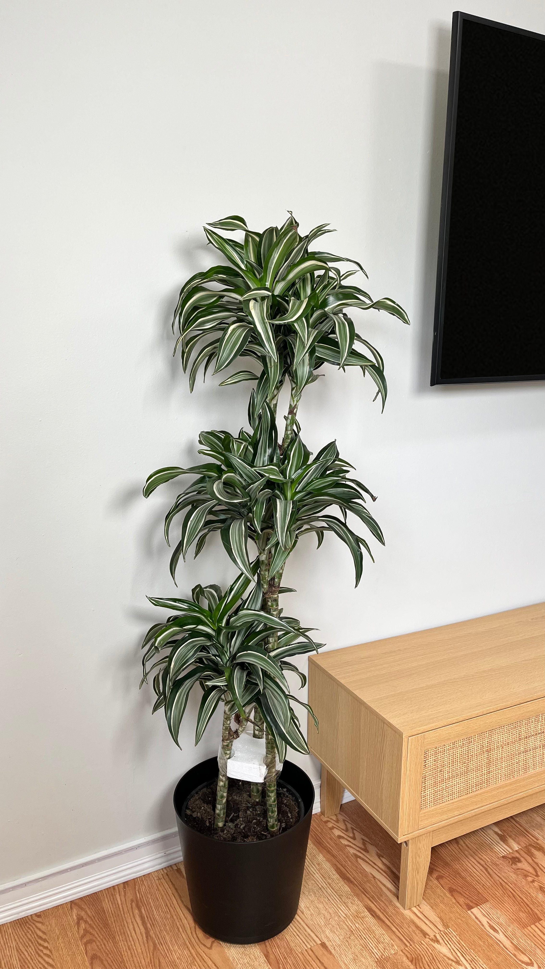 10" Dracaena Jade Jewel Cane 5 Feet Tall