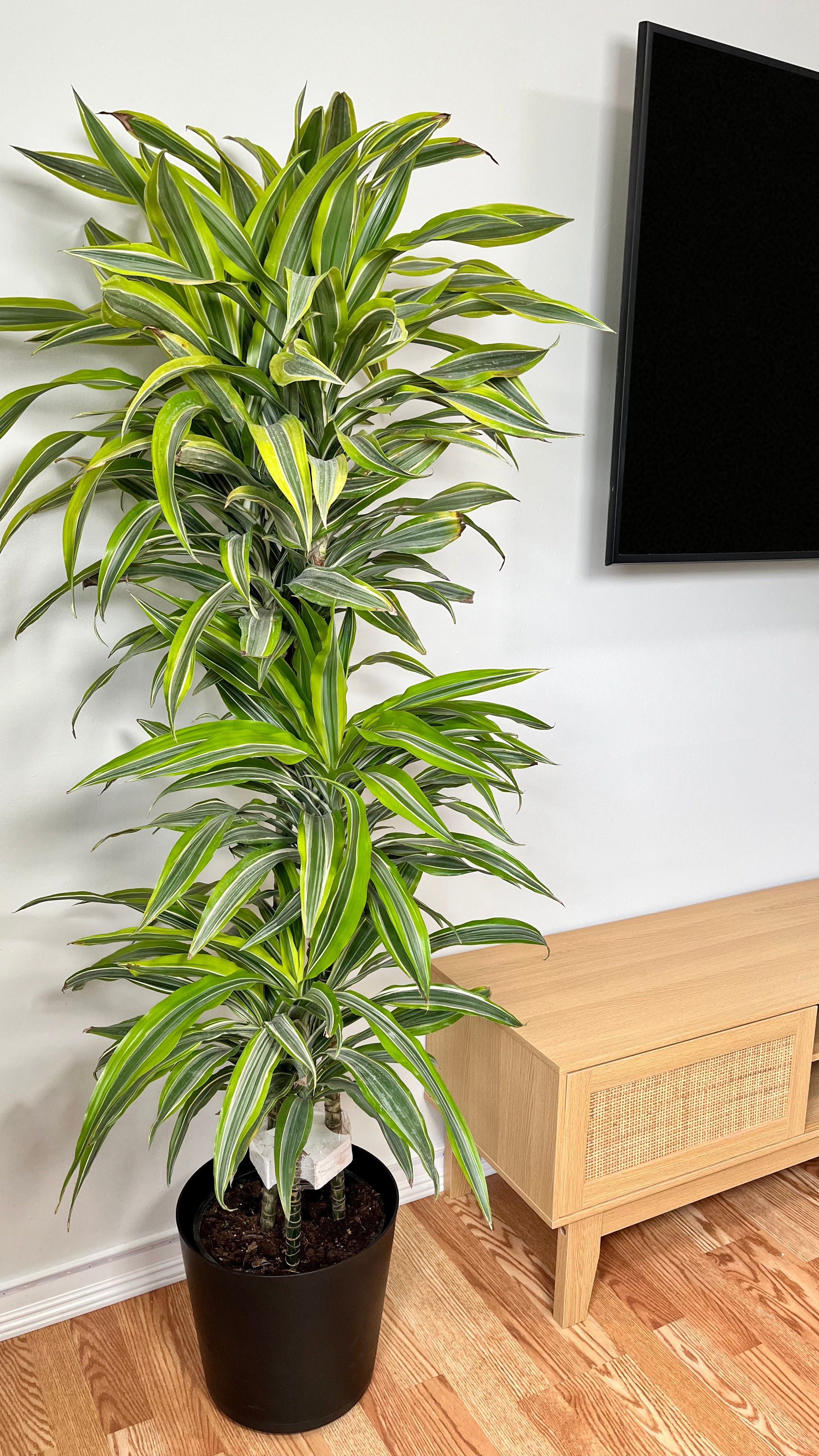 10" Dracaena Lemon Lime Cane 5 Feet Tall