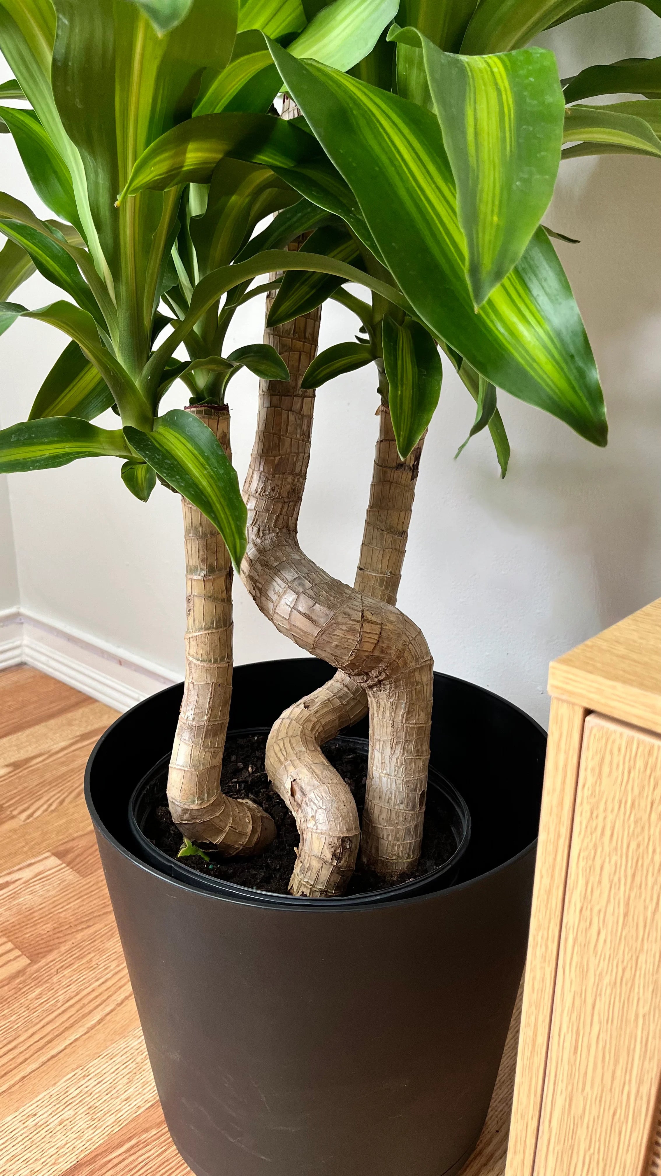 8" Dracaena Mass Cane Twist 3 Feet Tall