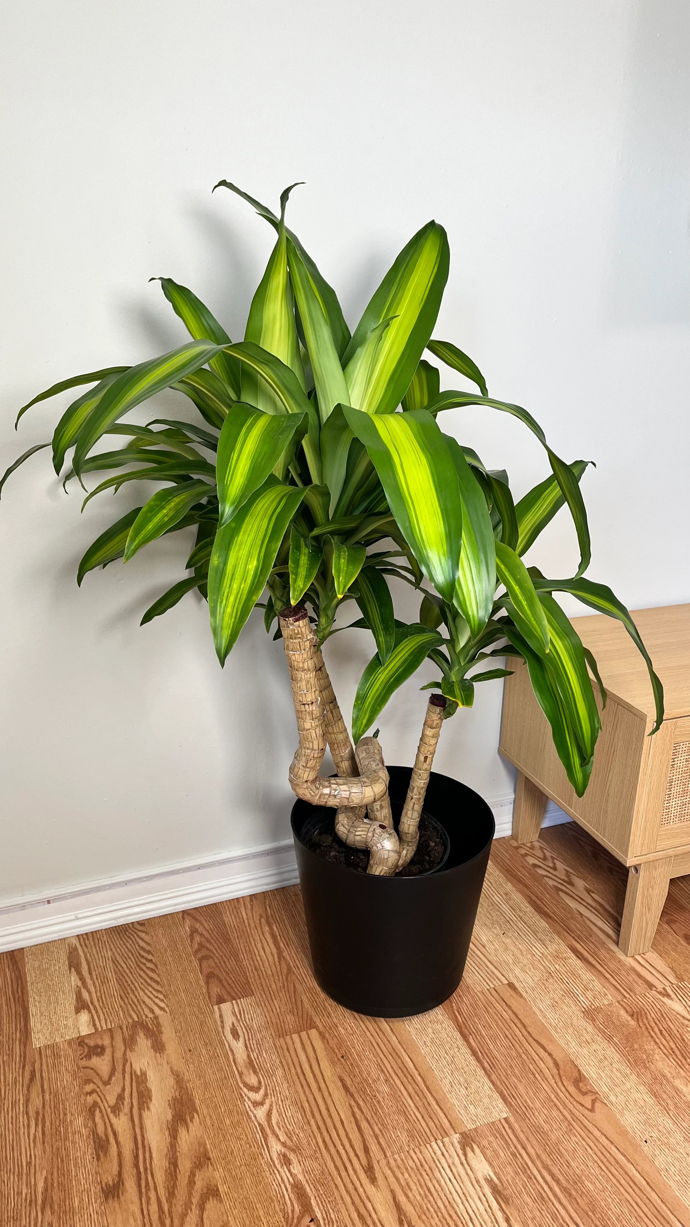 8" Dracaena Mass Cane Twist 3 Feet Tall