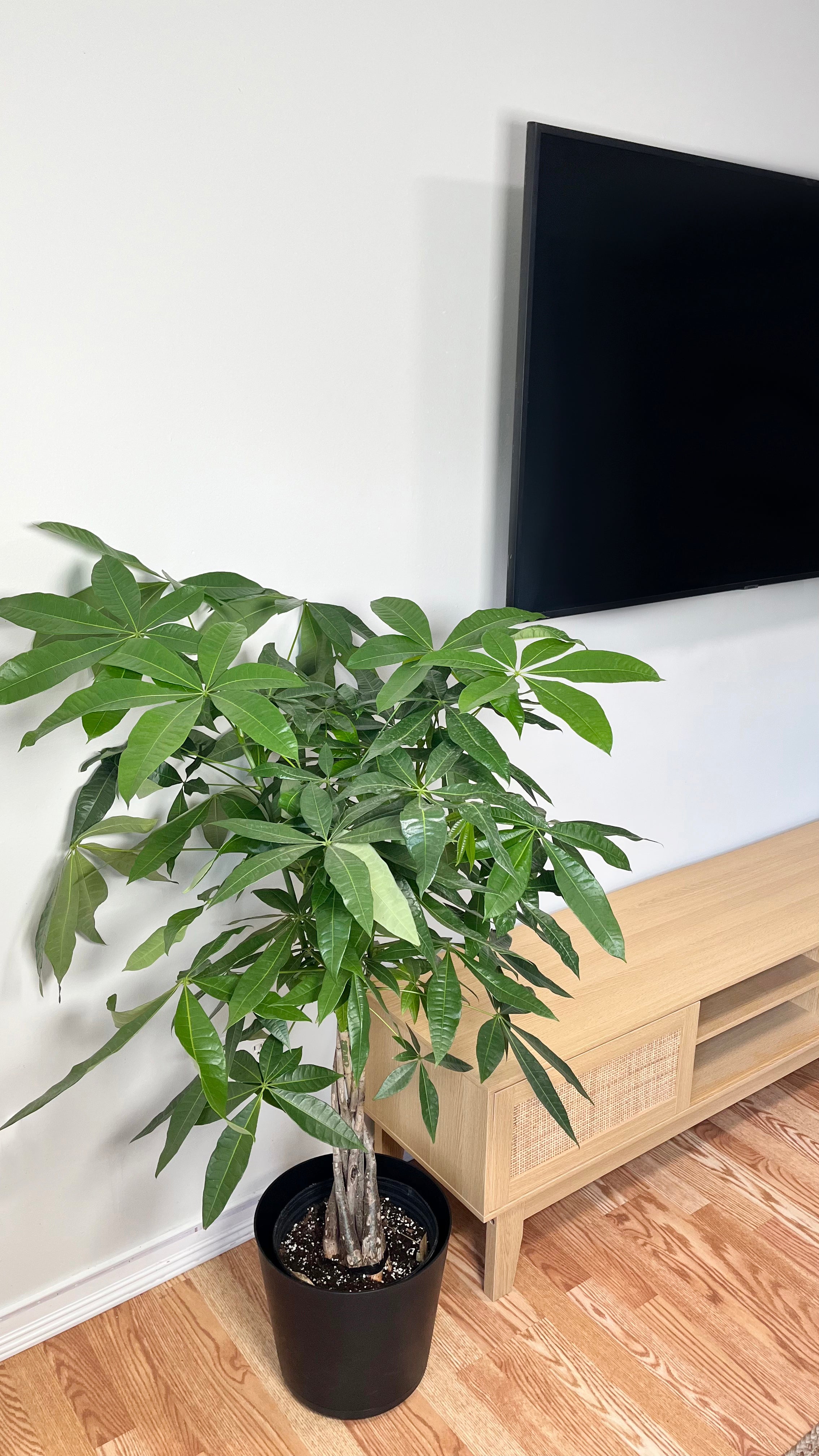 10" Braided Money Tree 5 Feet Tall