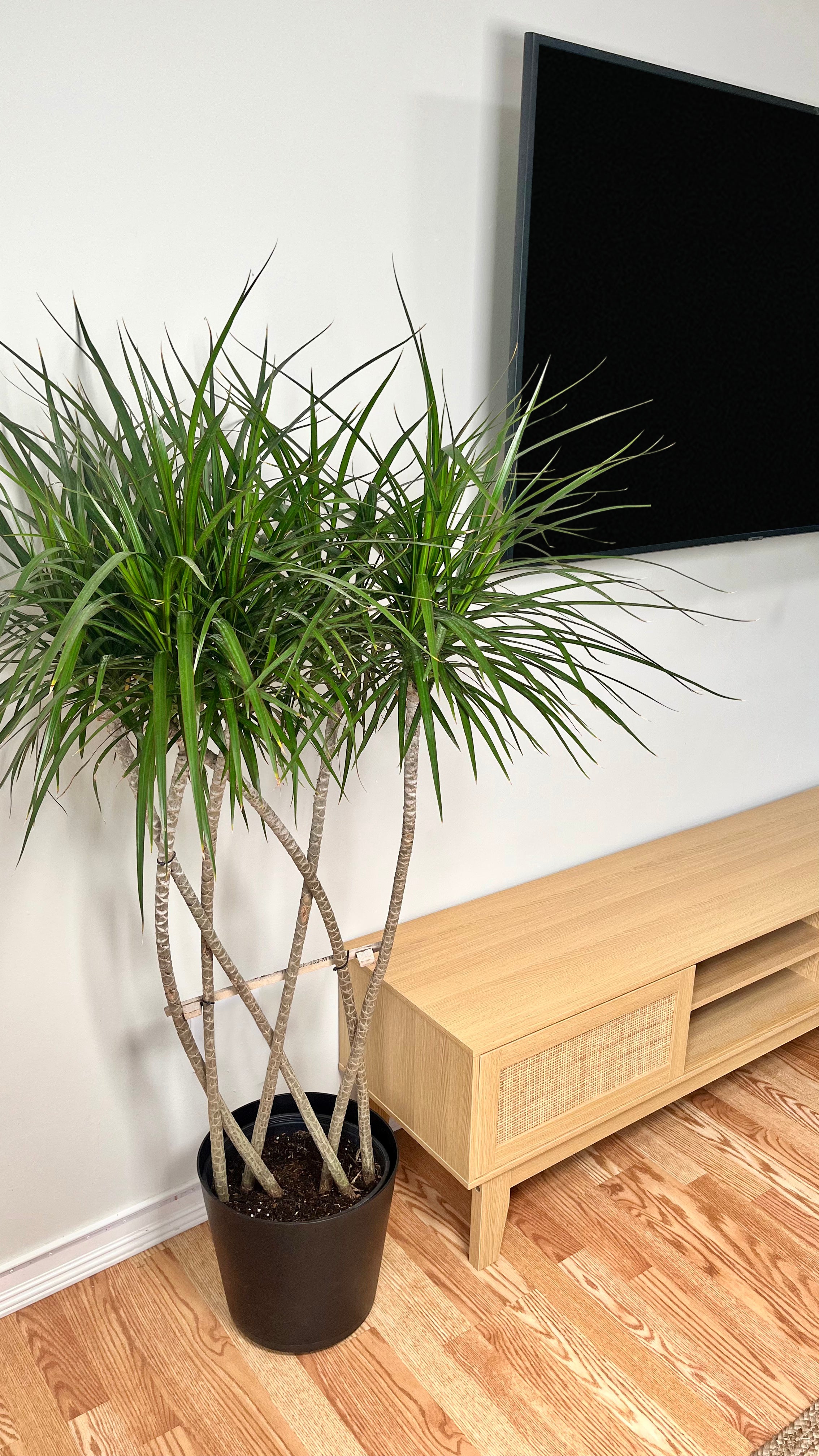 10" Dracaena Marginata Flat Weave Braid 5 Feet Tall