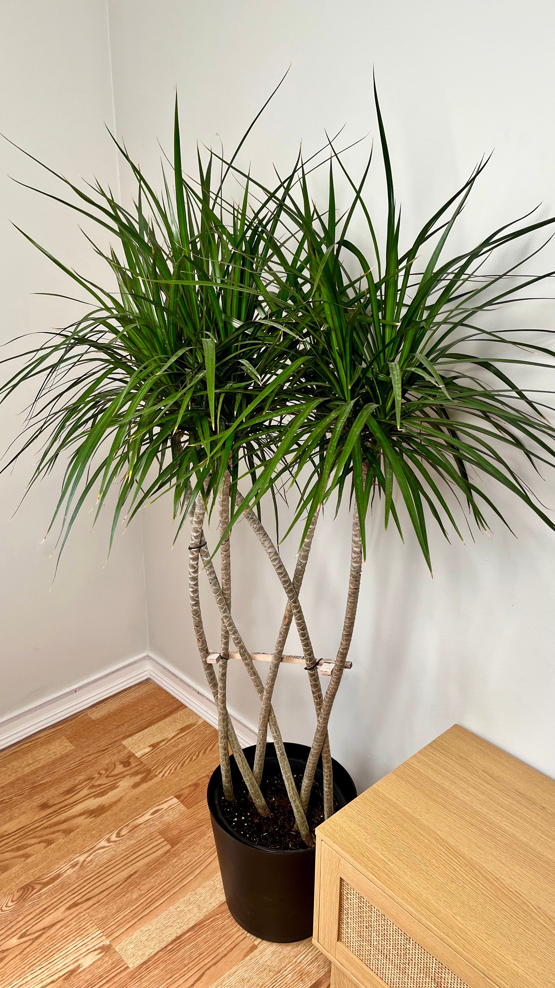 10" Dracaena Marginata Flat Weave Braid 5 Feet Tall