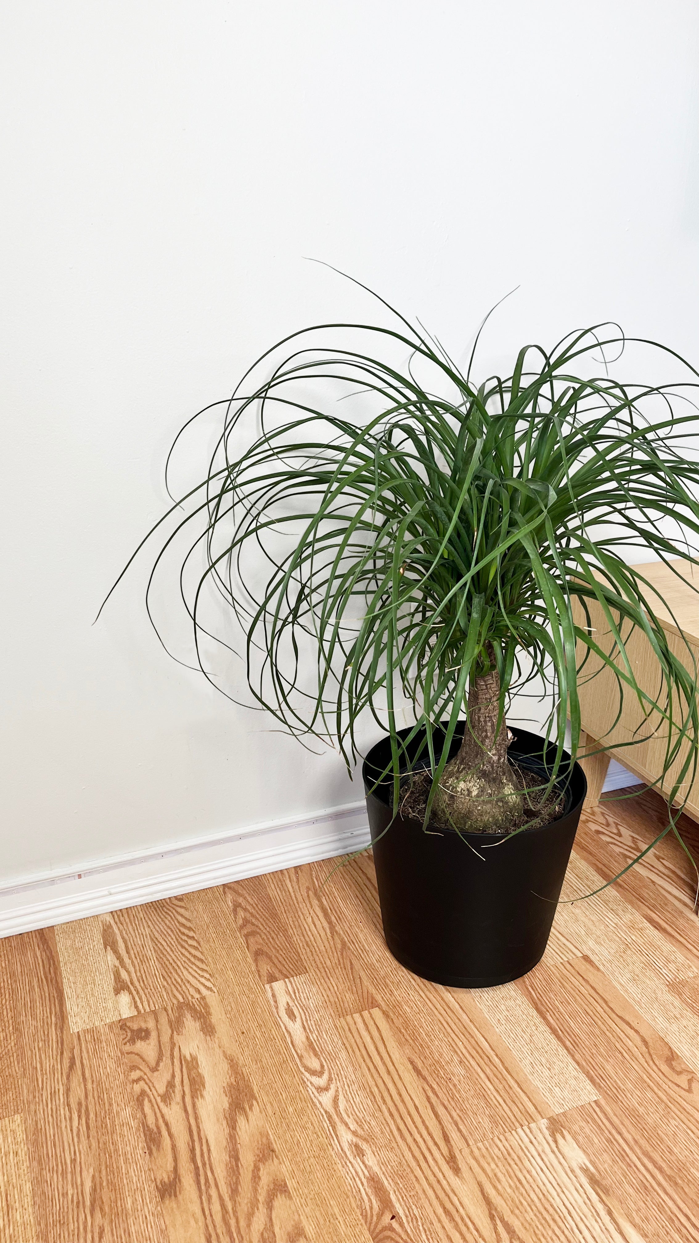 8" Ponytail Palm Stump 2 Feet Tall